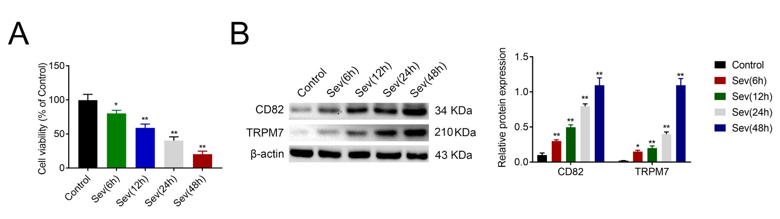 Expression of CD82 and TRPM7 in sevoflurane-induced neurons. (A) Cell viability of hippocampal neurons was decreased time dependently by sevoflurane exposure.(B) Protein expression of CD82 and TRPM7 were increased time dependently by sevoflurane exposure. *p < 0.05, **p < 0.01.