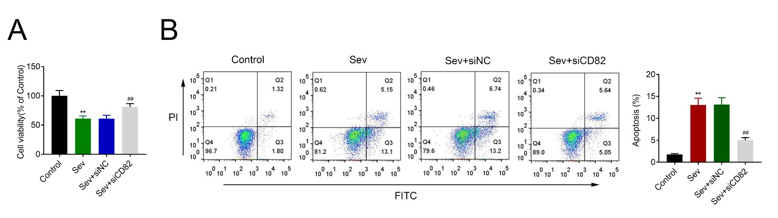 Knockdown of CD82 attenuated sevoflurane-induced 
neurotoxicity. 
(A) Pre-transfection with siCD82 attenuated sevoflurane-induced decrease in neuronal viability. (B) Pre-transfection with siCD82 attenuated sevoflurane-induced increase in neuronal apoptosis. **, ## p < 0.01.