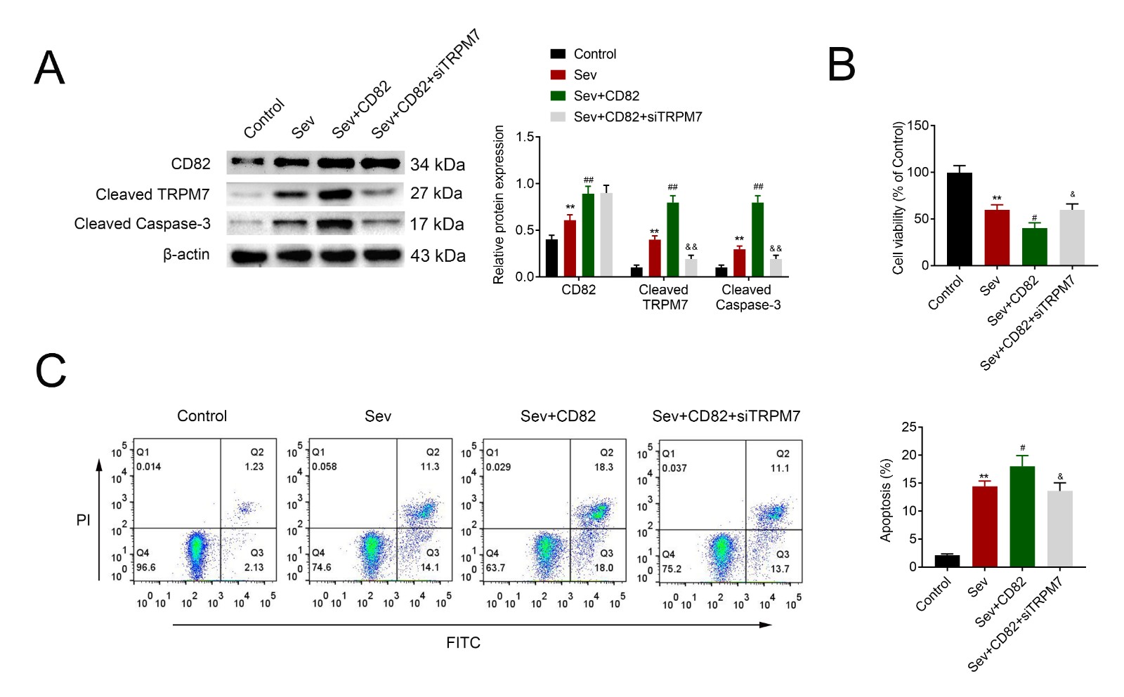 CD82 aggravated sevoflurane-induced neurotoxicity through 
cleavage of TRPM7. (A) Over-expression of CD82 enhanced expression of CD82, cleaved TRPM7 and cleaved caspase 3 in sevoflurane-induced neurons. Knockdown of TRPM7 attenuated CD82 over-expression-induced increase of cleaved TRPM7 and cleaved caspase 3. 
(B) Forced CD82 expression aggravated sevoflurane-induced neurotoxicity with decreased cell viability, while knockdown of TRPM7 counteracted with the promotive effect of CD82 on sevoflurane-induced neurotoxicity through increase of cell viability. 
(C) Forced CD82 expression aggravated sevoflurane-induced neurotoxicity with increased cell apoptosis, while knockdown of TRPM7 counteracted with the promotive effect of CD82 on sevoflurane-induced neurotoxicity through decrease of cell apoptosis. #, &amp; p < 0.05, **, ##, &amp;&amp; p < 0.01.