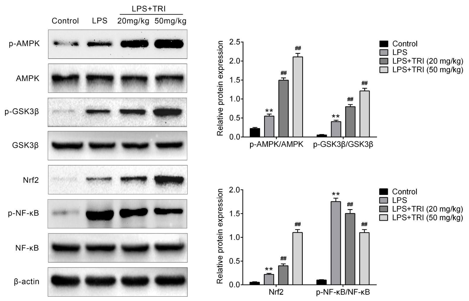 Trilobatin ameliorated LPS-induced ALI in mice via Nrf2
pathway.Levels of AMPK, p-AMPK, GSK3β, p-GSK3β, Nrf2,
NF-κB and p-NF-κB in lung tissues from each group were
determined 12 hours after LPS treatment. ** p < 0.01 vs. Control, ## p <
0.01 vs. LPS.