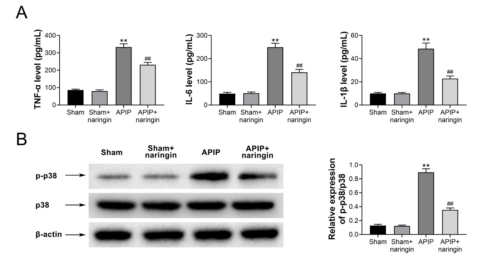 Naringin reduced cytokines in lungs of rats with acute
pancreatitis in pregnancy through inactivation of MAPK.(A) Levels of TNF-α and IL-6/1β in lungs detected by
ELISA.
(B) Levels of p38 and p-p38 in lungs detected by western blot.
** p < 0.01 vs. sham group, ## p < 0.01 vs. APIP group.