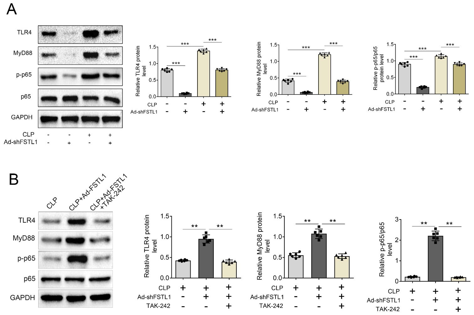 FSTL1 inhibition alleviates sepsis-induced acute kidney injury
by regulating the TLR4/MyD88/NF-κB pathway. (A) Protein expression of
toll-like receptor 4 (TLR4), myeloid differentiation primary response 88 (MyD88),
phosphorylated p65 (p-p65) and total p65 (p65) in groups with CLP or Ad-shFSTL1
treatment were detected by western blotting. (B) Protein expression of TLR4,
MyD88, p-p65 and p65 in CLP rats treated with Ad-FSTL1 or the TLR4 inhibitor
TAK242 were detected using western blotting. Results were quantified by ImageJ
software. **p < 0.001, ***p < 0.001.