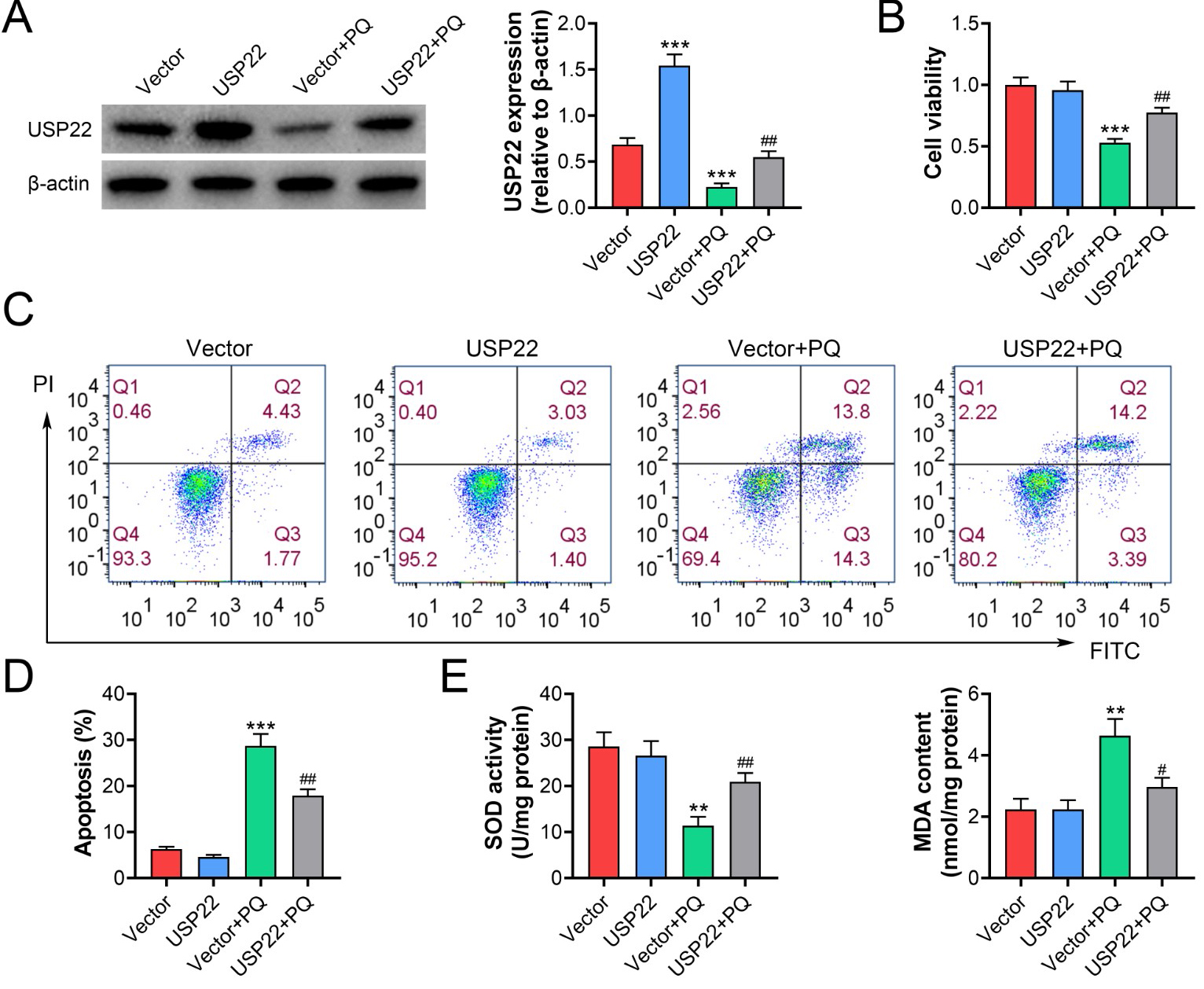 Overexpression of USP22 attenuated PQ-induced cell apoptosis and
oxidative damage. (A) The protein level of USP22 in MLE-12 cells transfected
with USP22 vector and treated with PQ was determined using Western blot. (B)
Viability of MLE-12 cells after USP22 vector transfection and PQ treatment was
evaluated using MTT assay. (C) and (D) Apoptosis of MLE-12 cells after
transfected with USP22 vector and treated with PQ was determined by Flow
cytometry. (E) The activity of SOD and the content of MDA were measured in MLE-12
cells transfected with USP22 vector and treated with PQ. **: p < 0.01;
***: p < 0.001. #: p < 0.05; ##: p < 0.01.