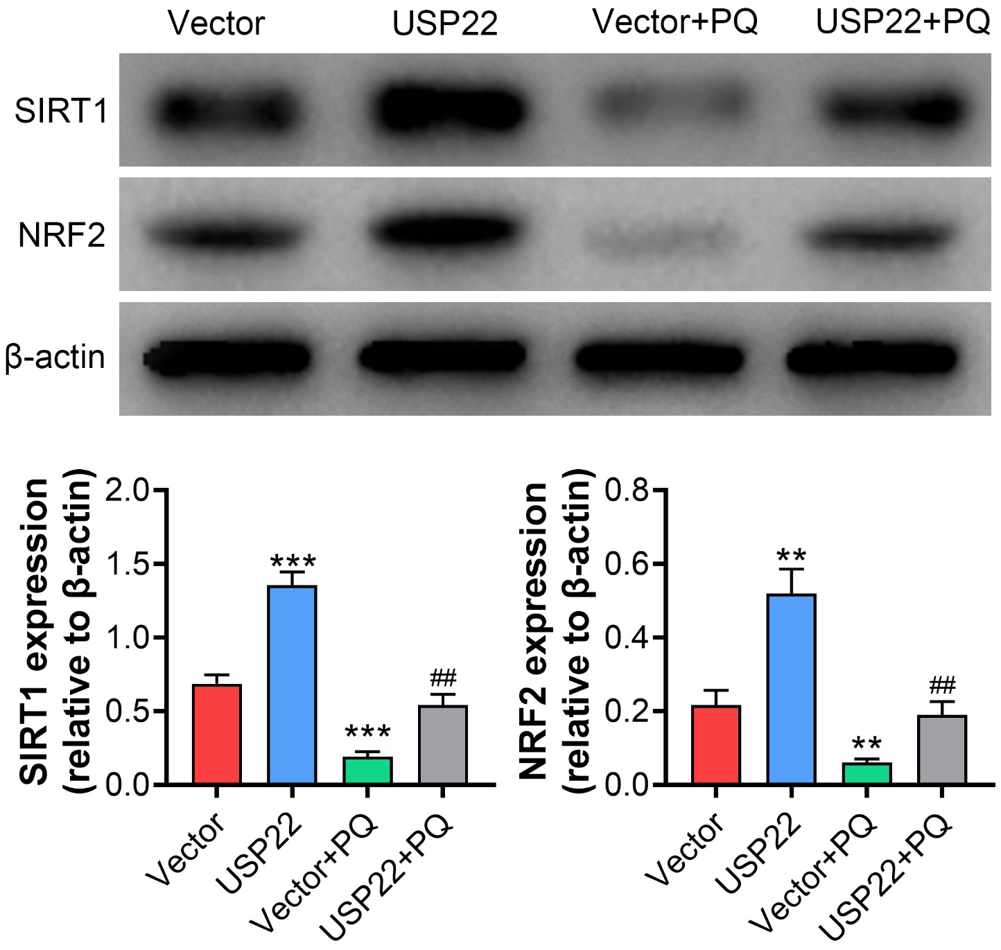 Overexpression of USP22 upregulated the expression of SIRT1 and
NRF2. The protein levels of SIRT1 and NRF2 were determined using Western blot in
MLE-12 cells after USP22 vector transfection and PQ treatment. **: p <
0.01; ***: p < 0.001. ##: p < 0.01.