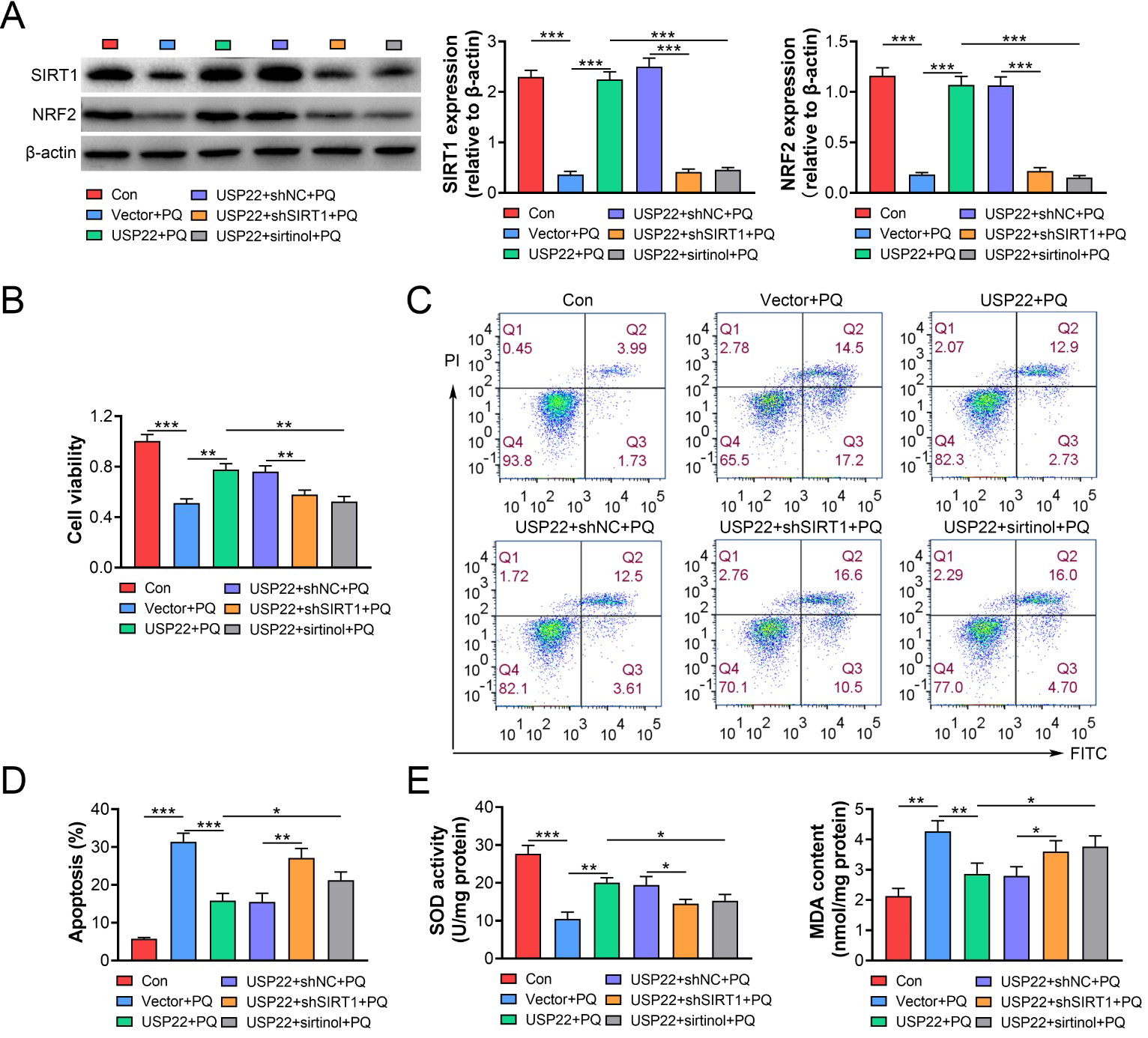 Down-regulation of SIRT1 reversed the protective effect of USP22
overexpression on PQ-induced cell apoptosis and oxidative damage. (A) The
protein levels of SIRT1 and NRF2 in MLE-12 cells treated with PQ and transfected
with USP22 vector and sh-SIRT1 were determined using western blot. (B) Viability
of MLE-12 cells treated with PQ and transfected with USP22 vector and sh-SIRT1
was determined using MTT assay. (C) and (D) Apoptosis of MLE-12 cells treated
with PQ and transfected with USP22 vector and sh-SIRT1 was assessed using Flow
cytometry. (E) The activity of SOD and the content of MDA were measured in MLE-12
cells treated with PQ transfected with USP22 vector and sh-SIRT1. *: p < 0.05; **: p < 0.01; ***: p < 0.001.