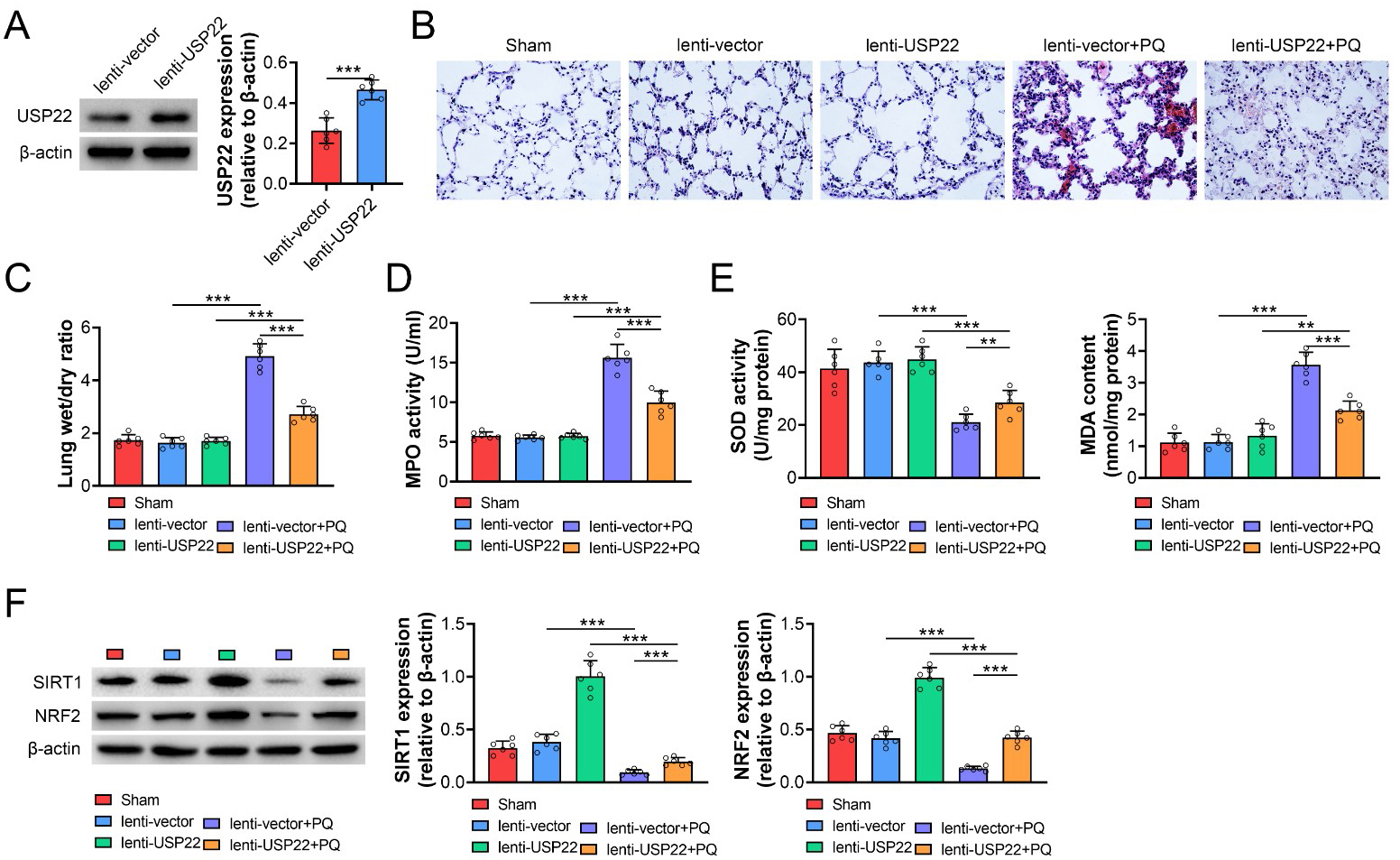 Overexpression of USP22 attenuated PQ-induced lung injury. (A)
Western blot was used to determine the expression of USP22 in mice injected with
lentivirus carrying USP22 and treated by PQ. (B) HE staining was conducted to
assess lung injury in mice with overexpression of USP22 and PQ treatment. (C)
Lung wet/dry ratio was analyzed in mice with overexpression of USP22 and PQ
treatment. (D) The activity of MPO in lung tissues was determined in mice with
overexpression of USP22 and PQ treatment. (E) The activity of SOD and the content
of MDA were determined in mice with overexpression of USP22 and PQ treatment. (F)
Western blot was conducted to determine the protein levels of SIRT1 and NRF2 in
lung tissues of mice with overexpression of USP22 and PQ treatment. **:
p < 0.01; ***: p < 0.001.
