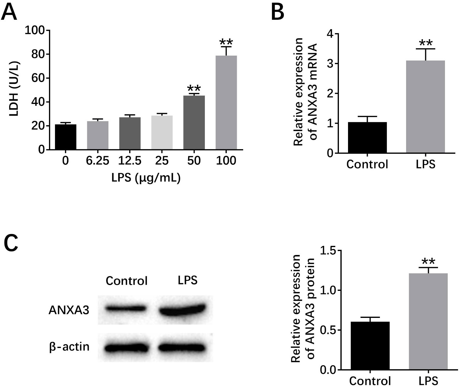 ANXA3 was overexpressed in LPS-induced BEAS-2B cells. (A) LDH 
leakage was confirmed after LPS treatment of BEAS-2B cells in a 
concentration-dependent manner. (B) Quantitative PCR assays showed the mRNA 
levels of ANXA3 in BEAS-2B cells upon the control or 25 µg/mL LPS treatment 
for 24 h. (C) Immunoblot showed the expression of ANXA3 in control or LPS-induced 
BEAS-2B cells. Results are presented as mean ± SEM, ** p < 0.01.