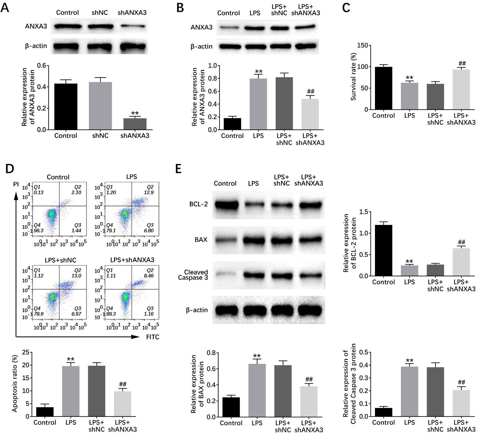 ANXA3 knockdown promoted the survival and suppressed the 
apoptosis of LPS-induced BEAS-2B cells. (A) Immunoblot showed the expression of 
ANXA3 in BEAS-2B cells upon the transfection of the indicated plasmids. (B) 
Immunoblot showed the expression of ANXA3 in BEAS-2B cells upon the indicated 
treatment. (C) MTT assays showed the survival of BEAS-2B cells upon the indicated 
treatment. (D) Flow cytometry (FCM) assays were performed and the apoptosis ratio 
of BEAS-2B cells upon the indicated treatment was shown. (E) Immunoblot showed 
the expression of Bax, Bcl-2, and cleaved caspase-3 in BEAS-2B cells upon the 
indicated treatment. Results are presented as mean ± SEM, LPS vs control, 
** p < 0.01, LPS + shANXA3 vs LPS + shNC, ## p < 0.01. NC, 
negative control.