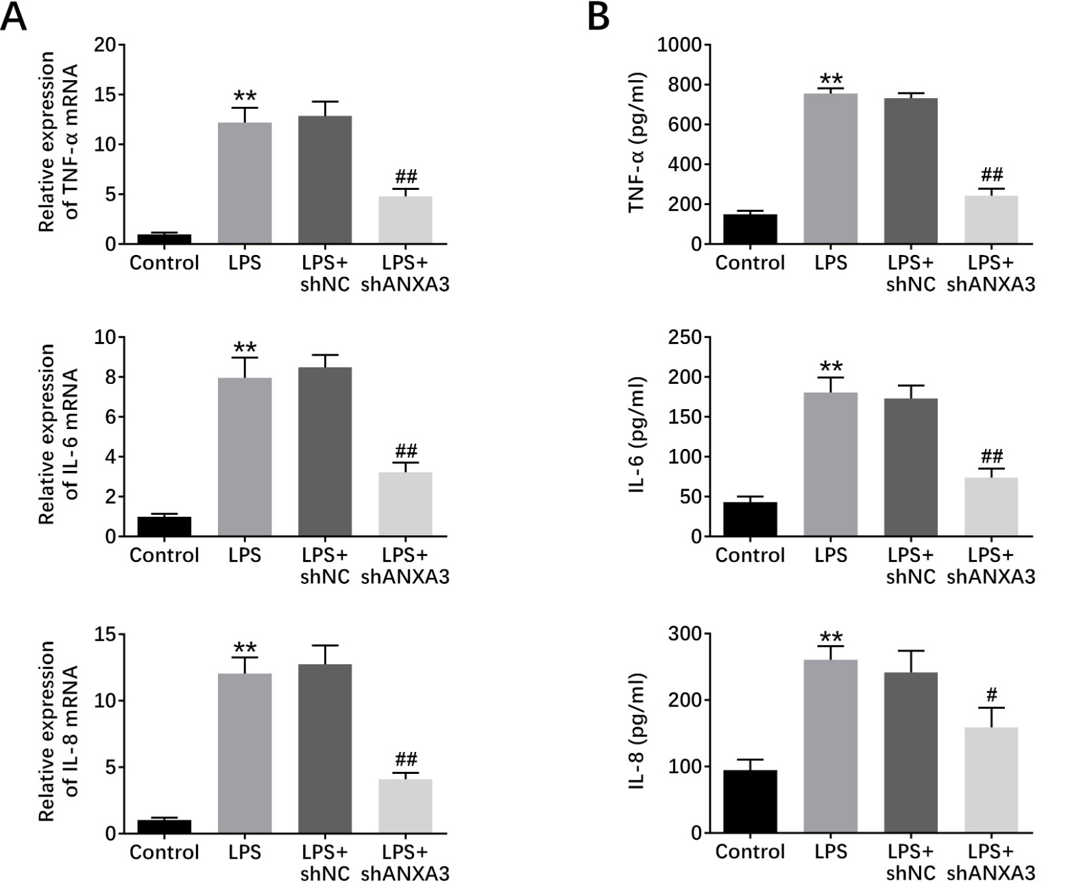 ANXA3 knockdown inhibited LPS-induced inflammatory response in 
BEAS-2B cells. (A) qPCR assays showed the mRNA levels of TNF-α, IL-6, 
and IL-8 in BEAS-2B cells upon the indicated treatment. (B) ELISA assays showed 
the levels of TNF-α, IL-6, and IL-8 in BEAS-2B cells upon the indicated 
treatment. Results are presented as mean ± SEM, LPS vs control, ** 
p < 0.01, LPS + shANXA3 vs LPS + shNC, # p < 0.05, ## 
p < 0.01.