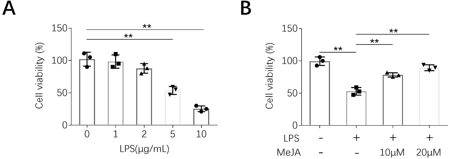 Methyl jasmonate enhanced cell viability of LPS-induced HK-2
cells. (A) LPS induced decrease in cell viability in HK-2 in a dosage-dependent
manner. (B) Methyl jasmonate attenuated LPS-induced decrease in cell viability in
HK-2 cells. ** p < 0.01. The experiments were carried out in
triplicates.