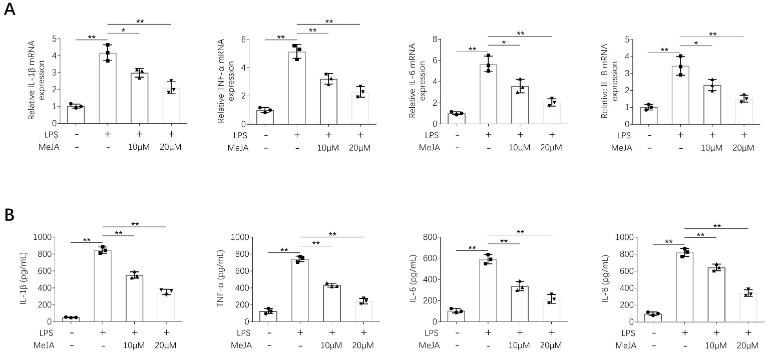 Methyl jasmonate suppressed inflammation in LPS-induced HK-2
cells. (A) Methyl jasmonate attenuated LPS-induced increase in IL-1β,
IL-6, IL-8 and TNF-α mRNA expression in HK-2 cells. (B) Methyl jasmonate
attenuated LPS-induced increase in IL-1β, IL-6, IL-8 and TNF-α
secretion in HK-2 cells. * p < 0.05, ** p < 0.01. The
experiments were carried out in triplicates.