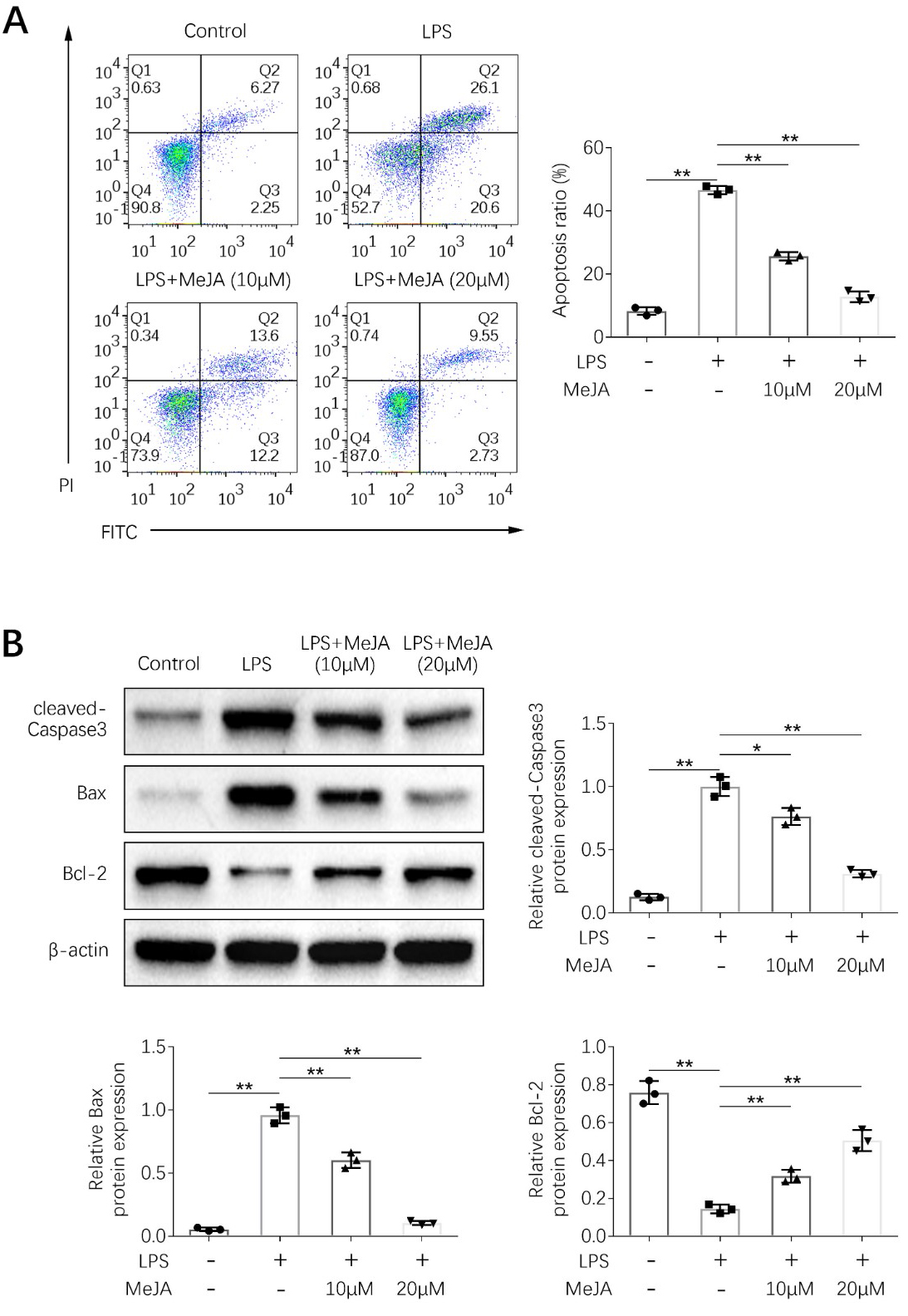 Methyl jasmonate suppressed apoptosis in LPS-induced HK-2 cells.
(A) Methyl jasmonate attenuated LPS-induced increase in cell apoptosis in HK-2.
(B) Methyl jasmonate attenuated LPS-induced decrease in Bcl-2 and increase in Bax
and cleaved caspase-3 protein expression in HK-2. * p < 0.05, **
p < 0.01. The experiments were carried out in triplicates.