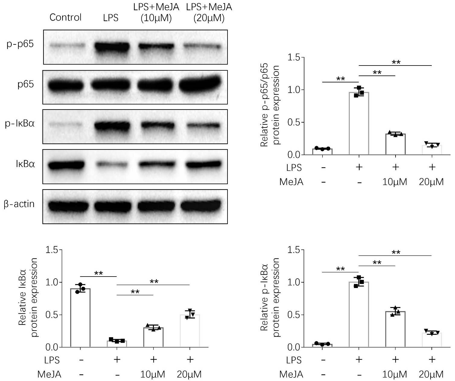Methyl jasmonate suppressed NF-κB activation in
LPS-induced HK-2 cells. Methyl jasmonate attenuated LPS-induced decrease of
IκBα and increase of p65 and IκBα
phosphorylation protein expression in HK-2. ** p < 0.01. The
experiments were carried out in triplicates.
