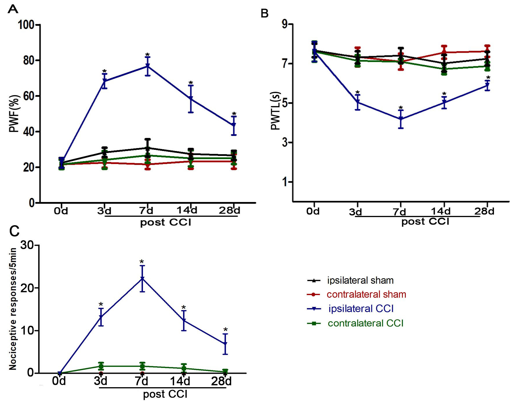 CCI induced mechanical allodynia, heat hyperalgesia and cold
allodynia throughout the experimental period of 28 days. Data are expressed as
mean ± SEM; n = 10 per group. (A) The bilateral paw withdrawal frequencies
(PWFs) to mechanical stimuli were evaluated in the sham and CCI groups
(*p < 0.05 versus the sham ipsilateral group). (B) The bilateral paw
withdrawal latencies (PWTLs) were detected in each group
(*p < 0.05 versus the sham ipsilateral group). (C) The change of
nociceptive response time in cold plate test in each group (*p < 0.05
versus the sham ipsilateral group).