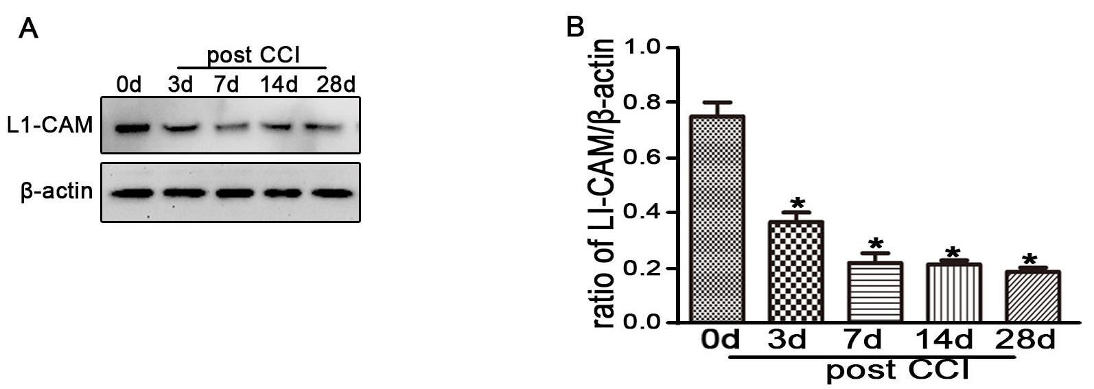 L1 expression was decreased in the dorsal spinal cord during
CCI-induced NP. (A) L1 expression in spinal cord detected by western
blotting after CCI. (B) Statistical analysis of the differences between groups (n
= 3). Data are presented as the means ± SEM. *p < 0.05 versus
the sham group.