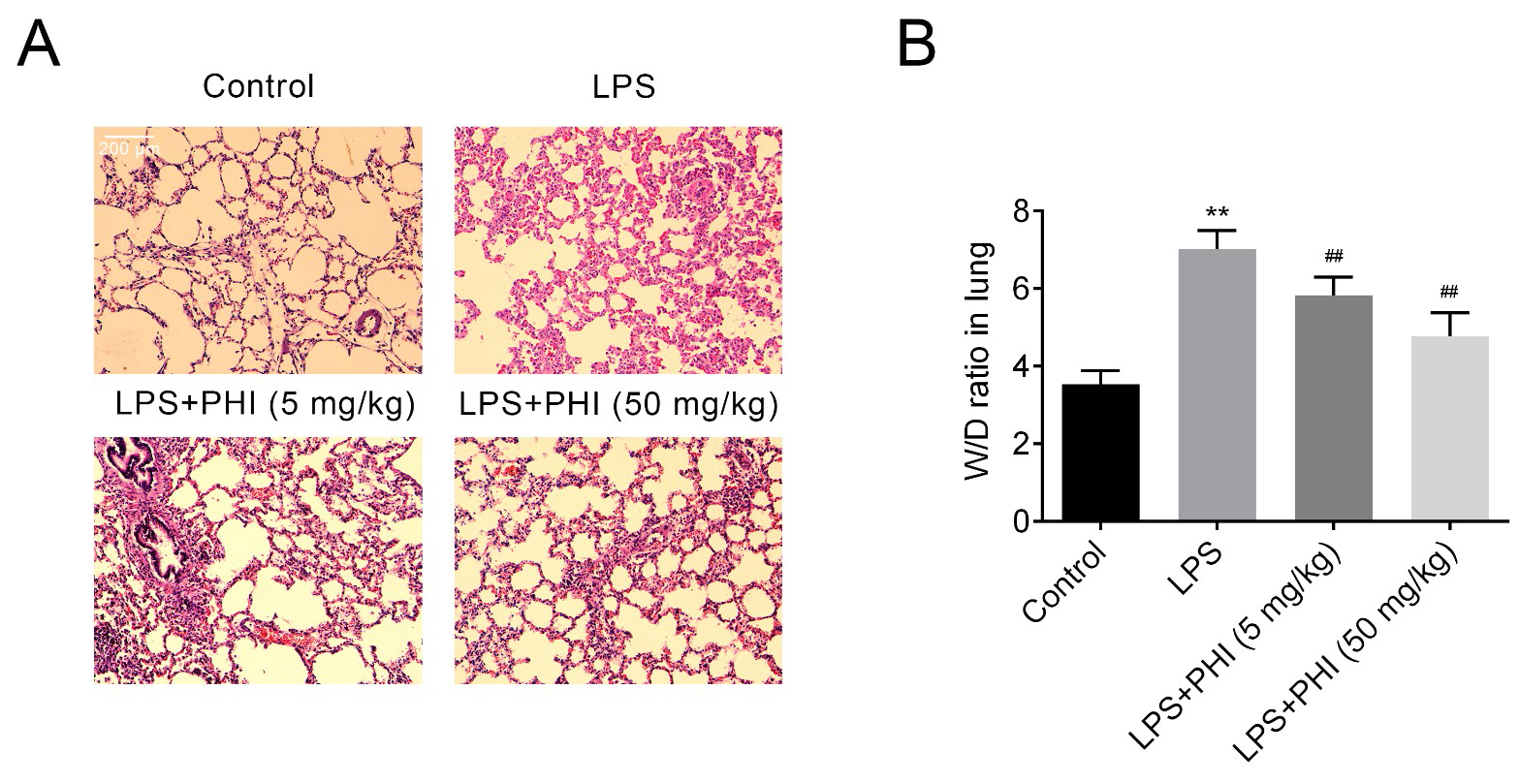 PHI ameliorated LPS-induced pathological 
changes in lung tissue of ALI mice. (A) Hematoxylin and eosin staining in each 
group, including control group, LPS group, LPS + PHI (5 mg/kg) group, and LPS + 
PHI (50 mg/kg) group (magnification: ×200). (B) Effects of PHI (5 and 50 
mg/kg) on the lung W/D ratio of LPS-induced ALI mice. **p < 0.01 
versus control group and ##p < 0.01 versus LPS alone group.