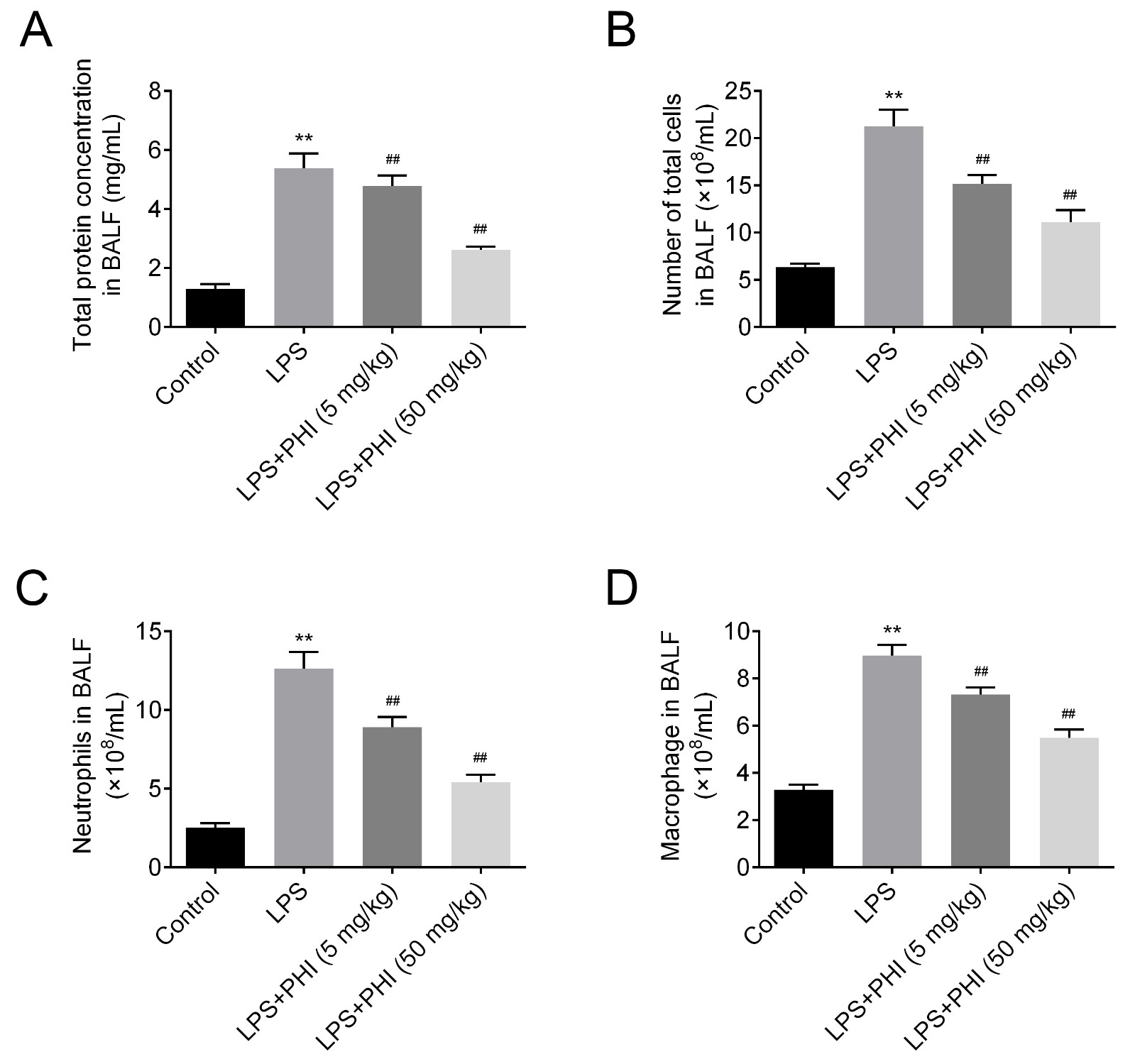 PHI reduced LPS-induced vascular leakage and 
inflammatory cells infiltration in lung tissue of ALI mice. (A) Total protein 
concentration in BALF. (B) Number of total cells in BALF. (C) Number of 
neutrophil in BALF. (D) Number of macrophages in BALF. **p < 0.01 
versus control group and ##p < 0.01 versus LPS alone group.