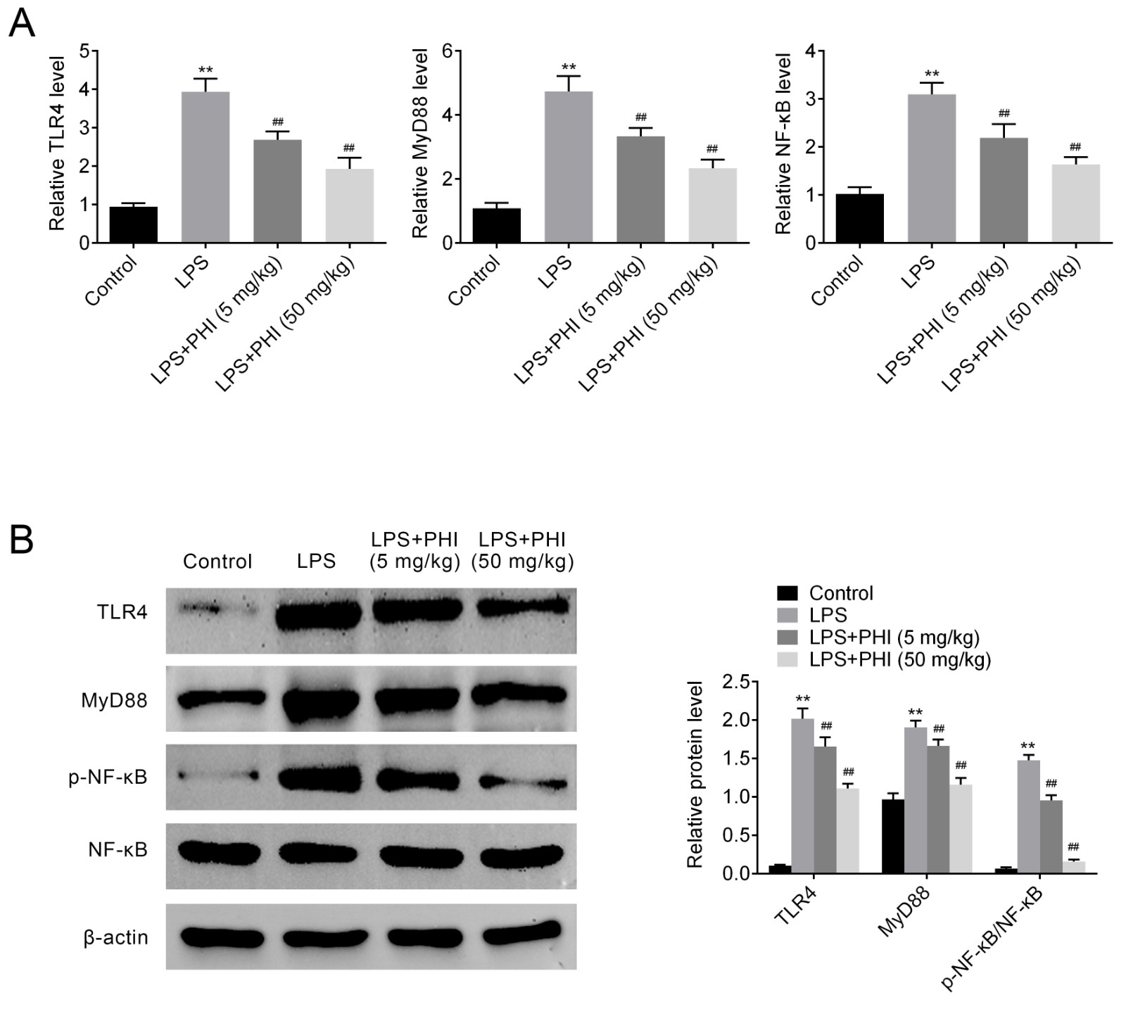 PHI ameliorated LPS-induced inflammatory 
response by modulating the TLR4/MyD88/NF-κB pathway. (A) Mice were 
given different concentrations of PHI (0, 5, and 50 mg/kg) with an intragastric 
injection. (B) The expression of TLR4, MyD88, or NF-κB in lung tissue. 
**p < 0.01 versus control group and ##p < 0.01 
versus LPS alone group.