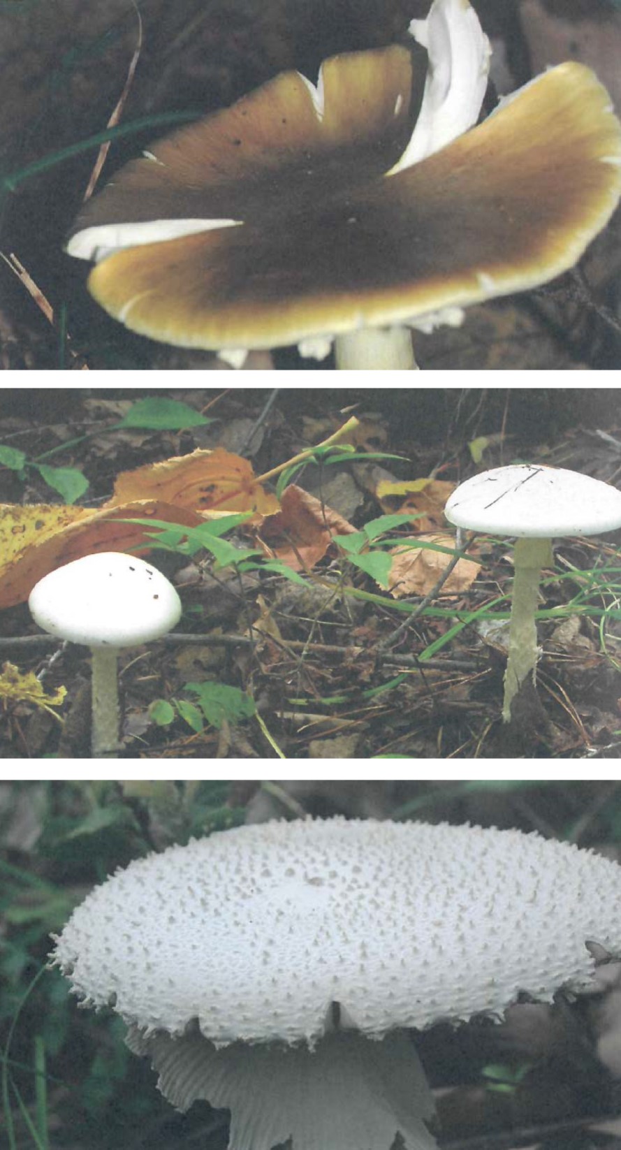 Amatoxin-containing mushrooms. (A) Amanita subjunquillea. (B)
Amanita verna. (C) Amanita virosa. (Adapted with permission from
reference 28. Copyright 2008, Gimmyoungsa).