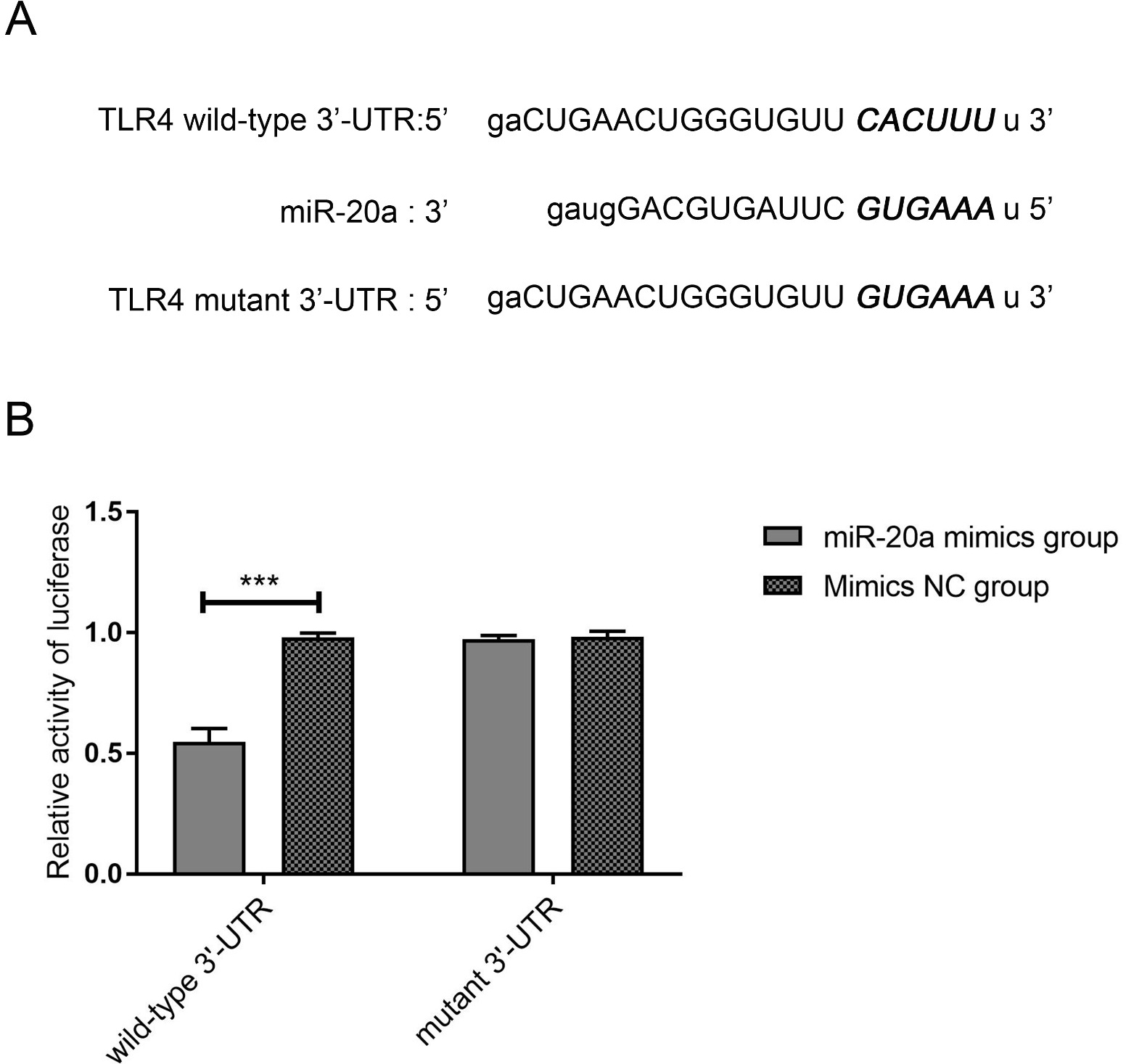 Targeting relationship between miR-20a and TLR4. (A) The 
TargetScan bioinformatics site was used to predict the binding sites between 
miR-20a and TLR4. (B) The relative activity values of luciferase were detected 
using the dual luciferase reporter assay kit. n = 6 in each group. Data were 
expressed as mean ± SD. ***p < 0.001 represent 
statistically difference.