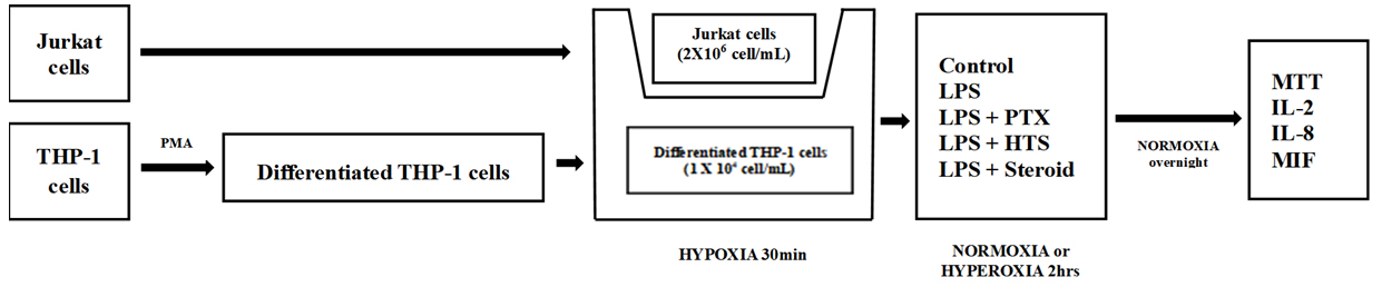 Co-culture method.PMA, Phorbol 12-myristate 13-acetate; LPS, Lipopolysaccharide; PTX,
Pentoxifylline; HTS, Hypertonic saline; MTT,
3-(4,5-dimethylthiazol-2-yl)-2,5-diphenyl-tetrazolium bromide; IL-2, Interleukin
2; IL-8, Interleukin 8; MIF, macrophage migration inhibiting factor; Hypoxia, 1%
O2 condition; Normoxia, 20% O2 condition; Hyperoxia, 80% O2
condition.