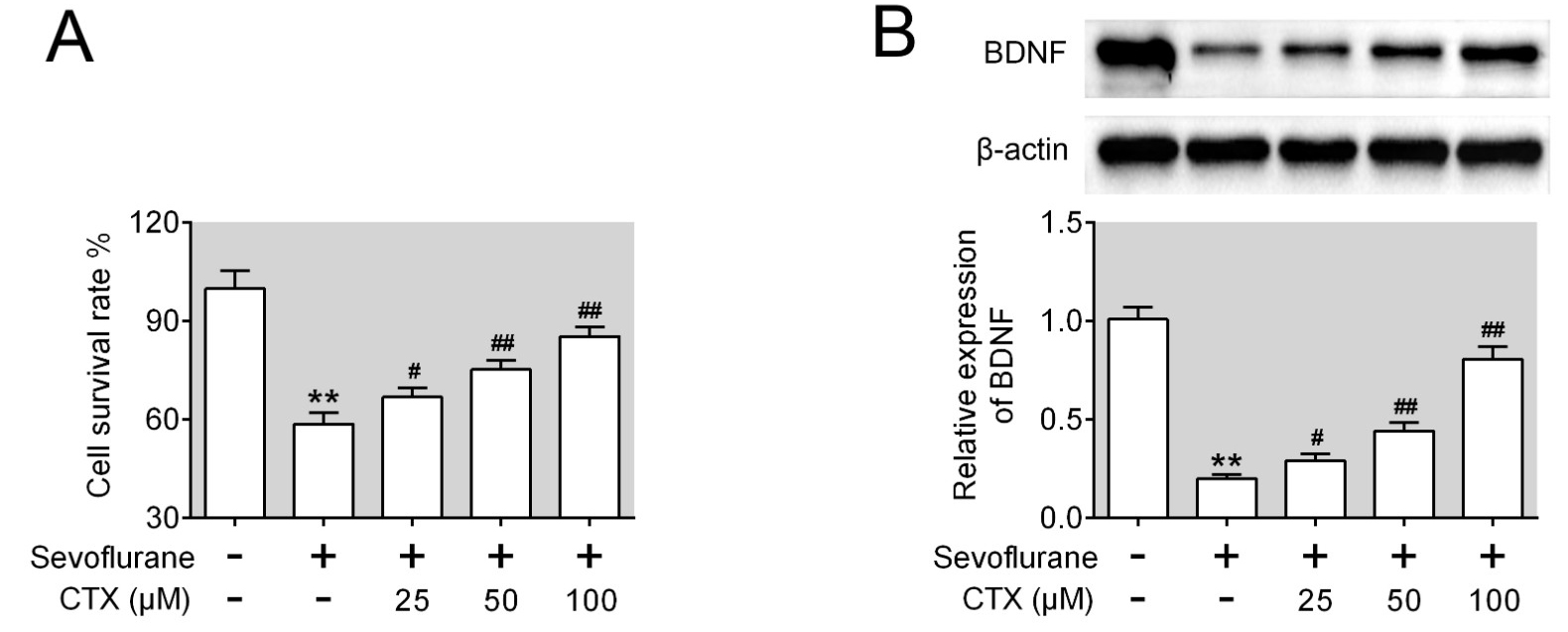 CTX treatment promoted the survival of sevoflurane-treated nerve
cells. (A) The cell viability in the indicated groups. (B) The expression of
BDNF in control, sevoflurane, sevoflurane + CTX (25 μM), sevoflurane + CTX
(50 μM), sevoflurane + CTX (100 μM) groups. Three independent
experiments were performed. **, p < 0.01 vs control group, #,
p < 0.05, ##, p < 0.01 vs sevoflurane group.