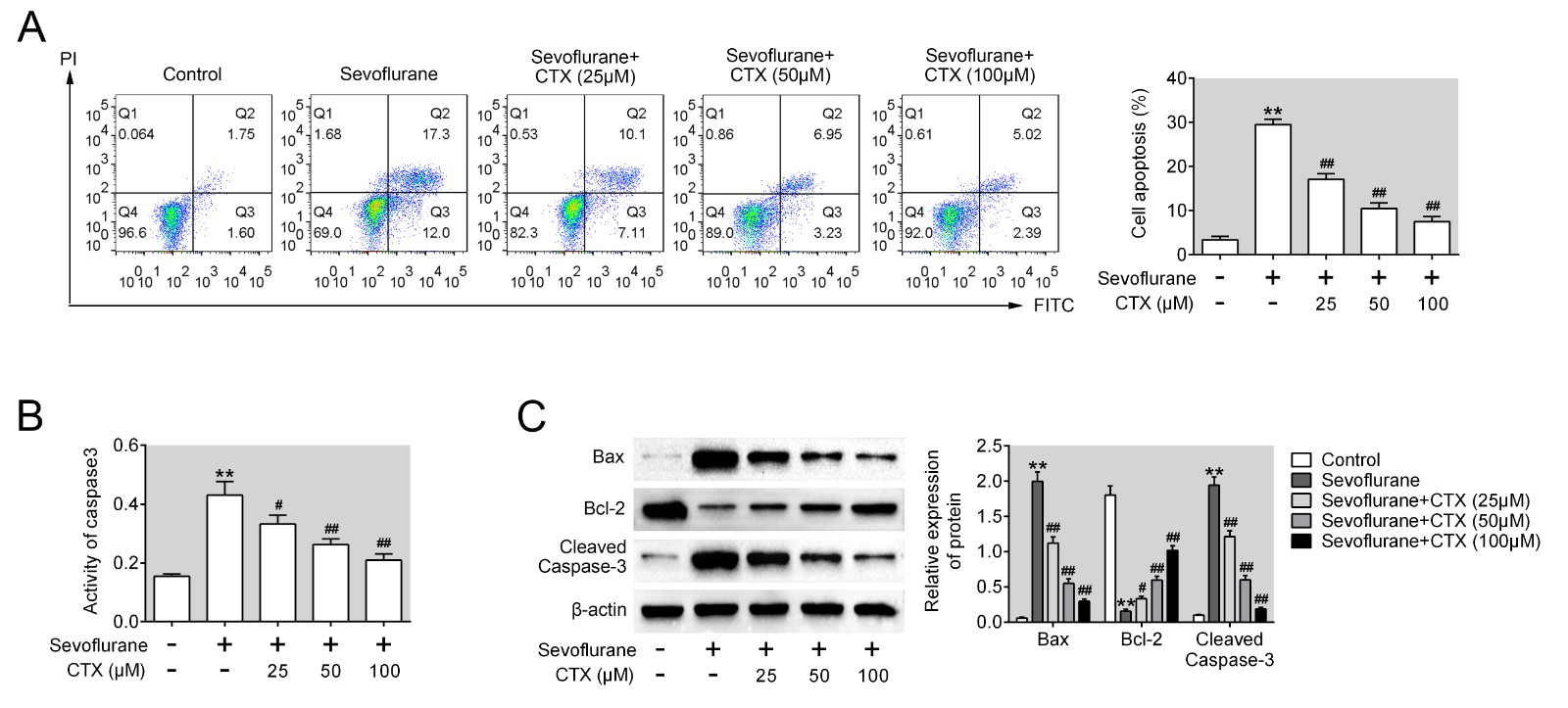 CTX treatment suppressed the apoptosis of sevoflurane-induced
SH-SY5Y cells. (A) Cell apoptotic ratio in the indicated groups. (B) The
activity of caspase 3 in the indicated groups. (C) The level of Bcl-2, cleaved
caspase 3 and Bax in control, sevoflurane, sevoflurane + CTX (25 μM),
sevoflurane + CTX (50 μM), sevoflurane + CTX (100 μM) groups. Three
independent experiments were performed. **, p < 0.01 vs control group,
#, p < 0.05, ##, p < 0.01 vs sevoflurane group.