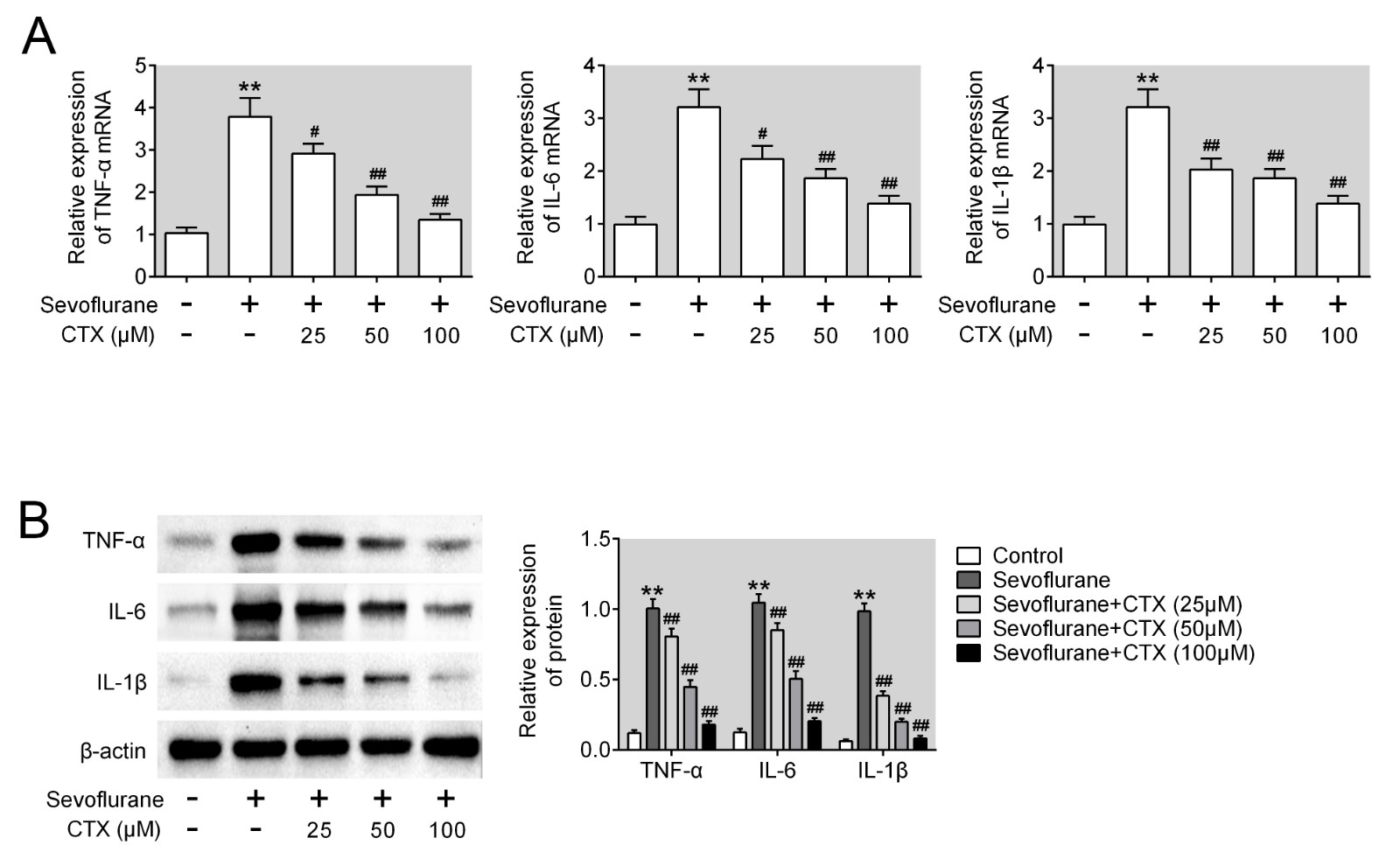 CTX inhibited inflammatory response in nerve cells. (A, B) The
mRNA and protein level of TNF-a, IL-6 and IL-1b in control, sevoflurane,
sevoflurane + CTX (25 μM), sevoflurane + CTX (50 μM), sevoflurane +
CTX (100 μM) groups. Three independent experiments were performed. **,
p < 0.01 vs control group, #, p < 0.05, ##, p < 0.01 vs sevoflurane group.