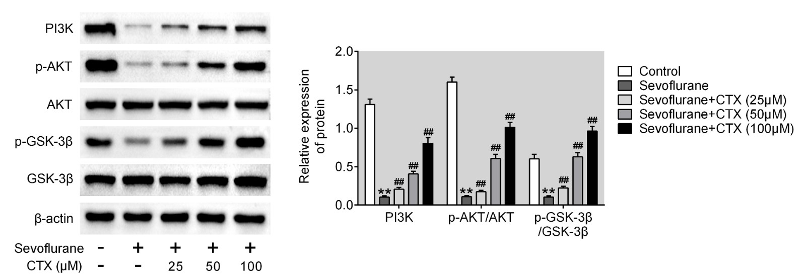 CTX ameliorated neurotoxicity through the activation of
PI3K/AKT/GSK signaling pathway. The protein level of PI3K, AKT and GSK in
control, sevoflurane, sevoflurane + CTX (25 μM), sevoflurane + CTX (50
μM), sevoflurane + CTX (100 μM) group detected by immunoblot assay.
Three independent experiments were performed. **, p < 0.01 vs control
group, ##, p < 0.01 vs sevoflurane group.