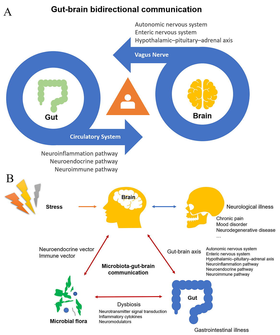 Schematic diagram of gut-brain bidirectional communication (A) 
and microbiota-gut-brain communication (B).