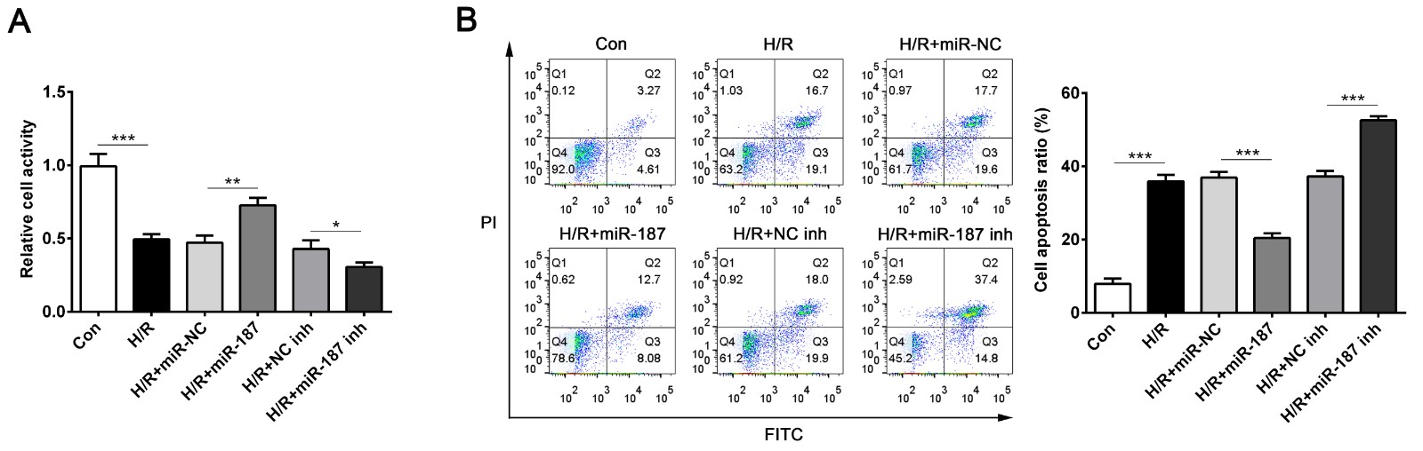 Upregulation of miR-187 is involved in H/R-induced cardiomyocyte
injury. (A) MTT assay was used to detect the cell viability of each group. (B)
Cardiomyocyte apoptosis was assessed using flow cytometry methods. *** p< 0.001 vs. Control or H/R + miR-NC or H/R + NC inh. ** p < 0.005
vs. H/R + miR-NC. * p < 0.05 vs. H/R + NC inh. Data are expressed as
mean ± SD; n = 10.