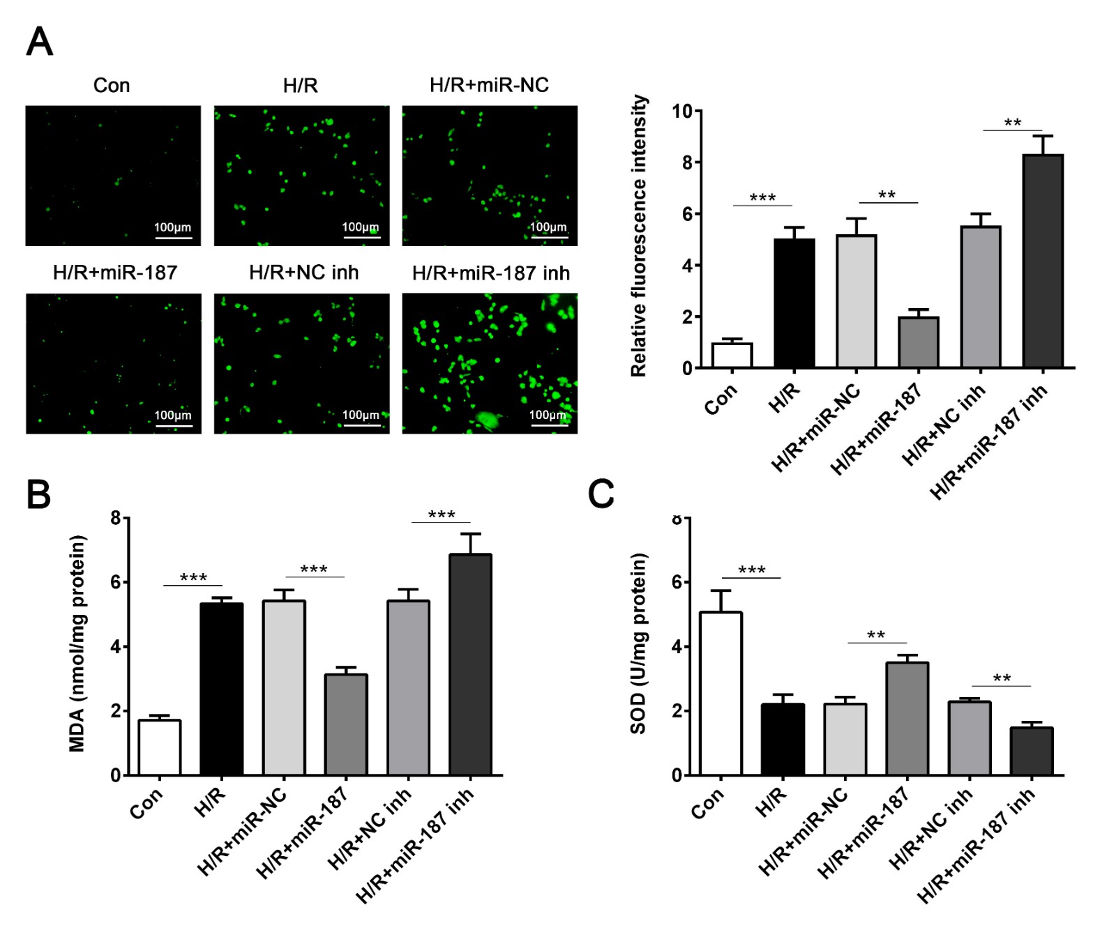Overexpression of miR-187 reversed the oxidative stress induced
by H/R in cardiomyocyte. (A) Intracellular ROS generation was measured by
DCFH-DA. (B) Detection of MDA expression level. (C) Detection of SOD expression
level. *** p < 0.001 vs. Control or H/R + miR-NC or H/R + NC inh. **
p < 0.005 vs. H/R + miR-NC or H/R + NC inh. Data are expressed as mean
± SD; n = 10.