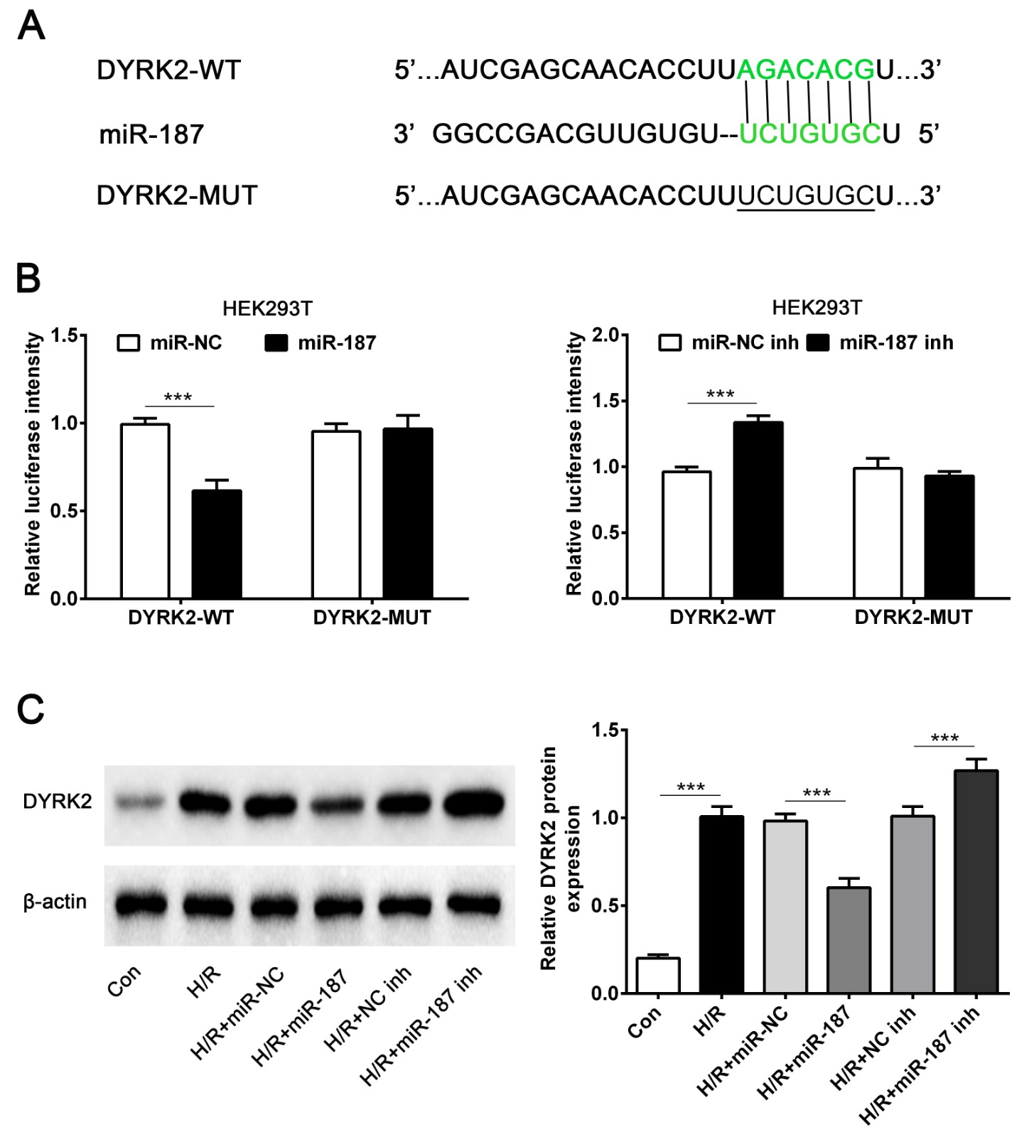 miR-187 directly targets DYRK2. (A) Position of the miR-187
target site in 3’-UTR of DYRK2 mRNA predicted by TargetScan. (B) Effect of
miR-187 on DYRK2 expression by luciferase reporter assay. Cardiomyocytes were
co-transfected with DYRK2-wt or DYRK2-mut vector and miR-187 mimic, miR-187
inhibitor or their negative control (NC). (C) DYRK2 protein was examined by
Western blot analysis. *** p < 0.001 vs. Control or H/R + miR-NC or
H/R + NC inh. Data are expressed as mean ± SD; n = 10.