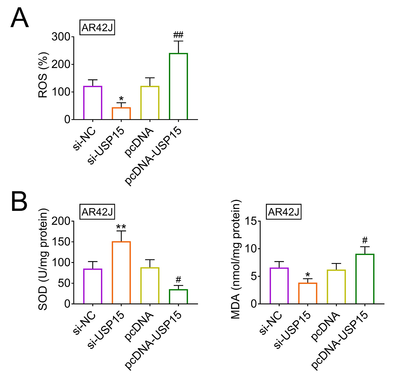 USP15 contributed to cerulein-induced oxidative stress in AR42J
cells.(A) Influence of silence and over-expression of USP15 on ROS production in
cerulein-treated AR42J cells.
(B) Influence of silence and over-expression of USP15 on SOD and MDA expression
in cerulein-treated AR42J cells. *, ** vs. si-NC, p < 0.05, p< 0.01. #, ## vs. pcDNA, p < 0.05, p < 0.01.