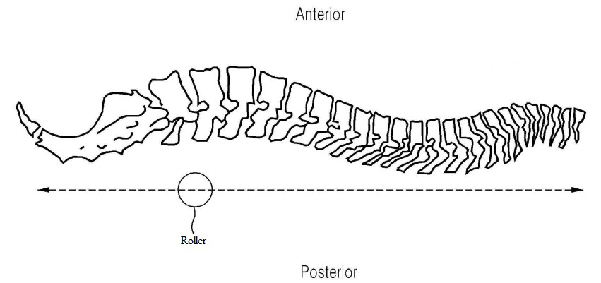 Structural image of the spinal thermal massage device. A roller
massages the muscles along the spine by moving cranially, caudally, and
vertically for paraspinal massage and applies segmental acupressure at the basic
strength presented in the program algorithm.