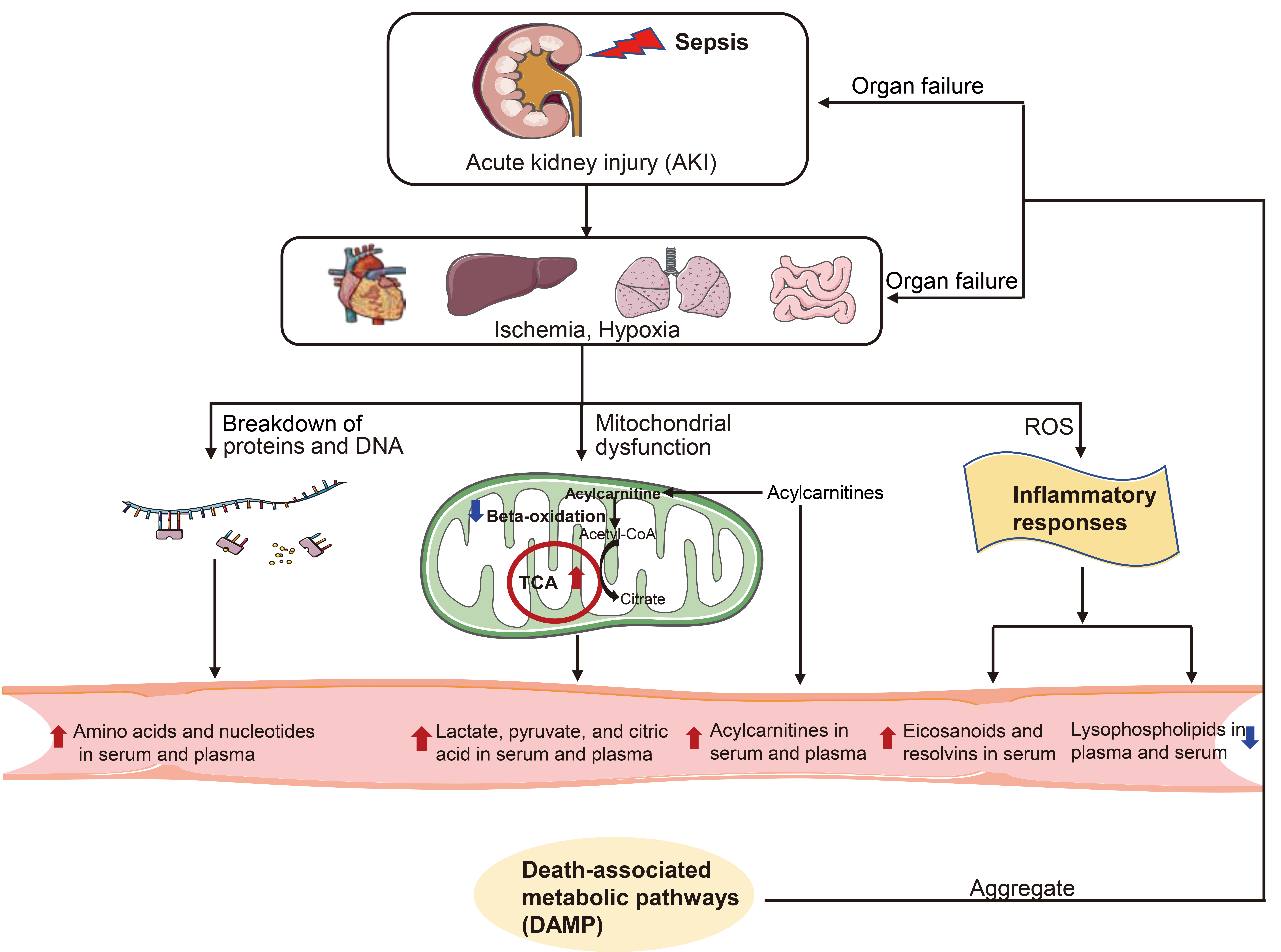 The death-related metabolic pathways (DRMPs) in the blood of 
sepsis nonsurvivors.
