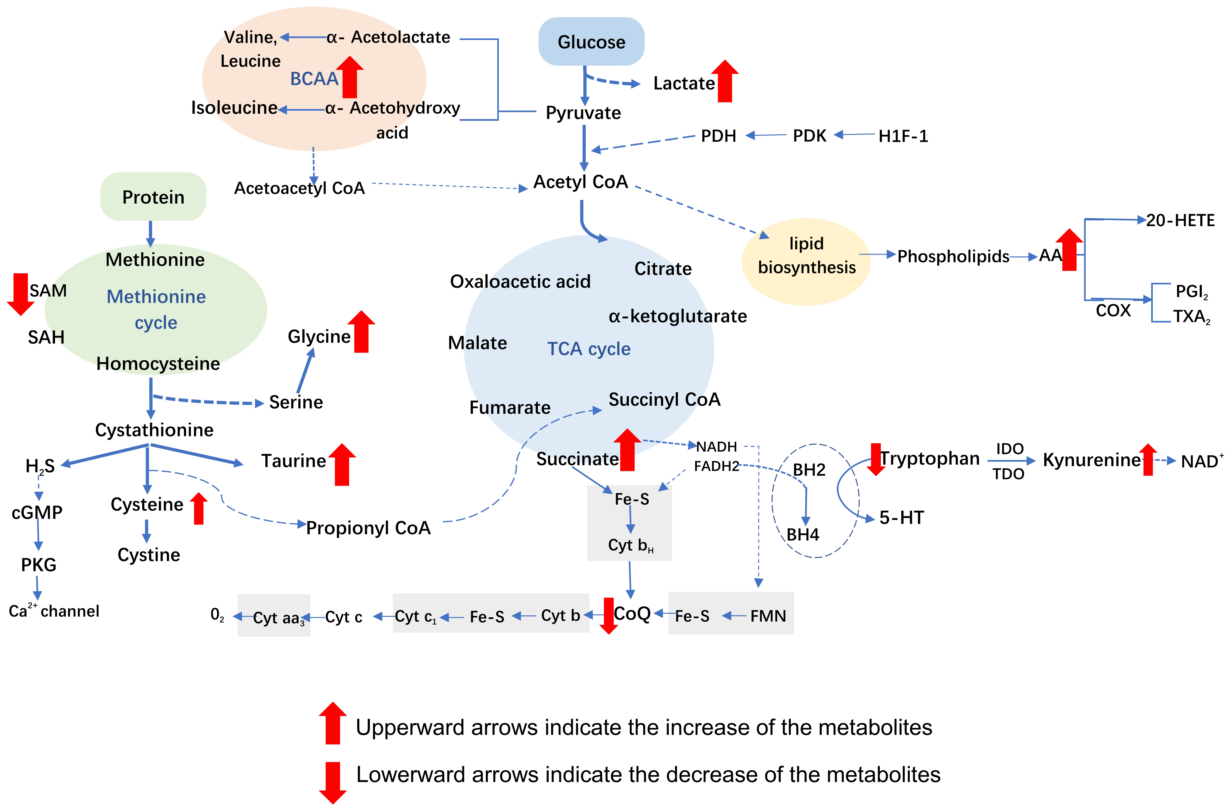 Metabolic pathways and relationships involved in biomarkers
found in the blood (plasma and serum) of patients with myocardial infarction.