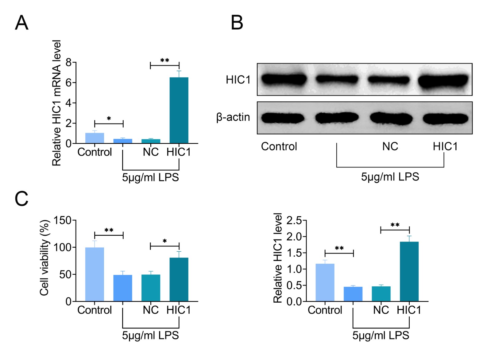 Effects of HIC1 on the LPS-induced viability in HK-2 
cell line, HK-2 cell line was transfected with control vector (pcDNA3.1) (NC) or 
HIC1 overexpression vector, followed by LPS treatment. (A) 
HIC1 expression was determined by qPCR. (B) Western blot analysis and 
quantitative data of HIC1 expression in LPS-treated HK-2 cell line. (C) 
Cell viability was estimated using MTT assay * p < 0.05 and ** 
p < 0.01 vs. control or LPS + HIC, data are expressed as mean 
± SEM.