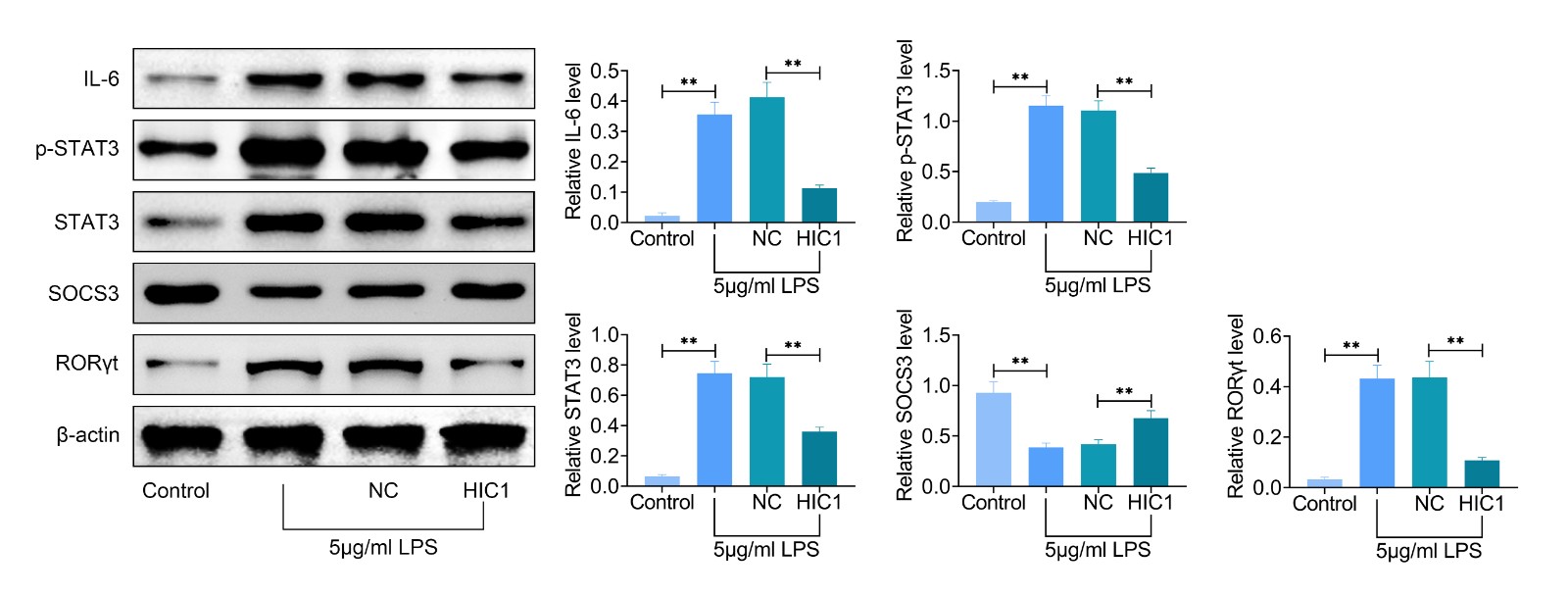 HIC1 regulated LPS-induced injury in HK-2 cell line via 
regulating IL-6/STAT3 signaling pathway. Western blot analysis and quantitative 
data for STAT3, p-STAT3, IL-6, RORϒt and SOCS3 expression in LPS-treated 
HK-2 cell line. * p < 0.05 and ** p < 0.01 vs. 
control or LPS + HIC. Data are expressed as mean ± SEM.
