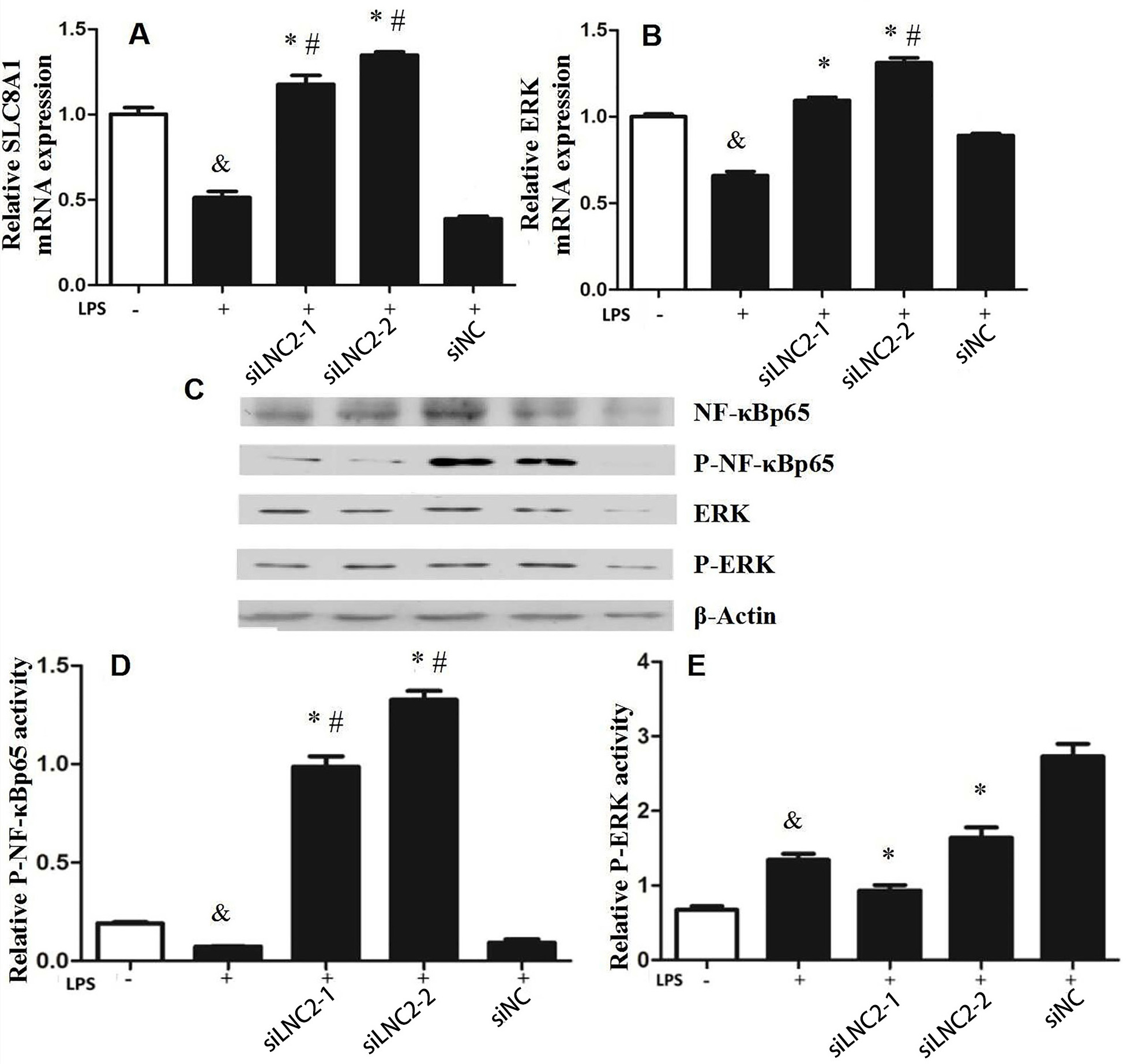 Relative SLC8A1 and ERK mRNA expression level and differential
expression of target protein signaling pathway related proteins in each group. (A and B) relative SLC8A1 and ERK mRNA expression level were tested by real-time fluorescence quantitative multi-polymerase chain reaction.
(C, D and E) expression of target protein signaling pathway related proteins in
each group of cells by Western Blot. &p < 0.05 compared with blank
control group; #p < 0.05 compared with group of LPS; *p <
0.05 compared with SINC.