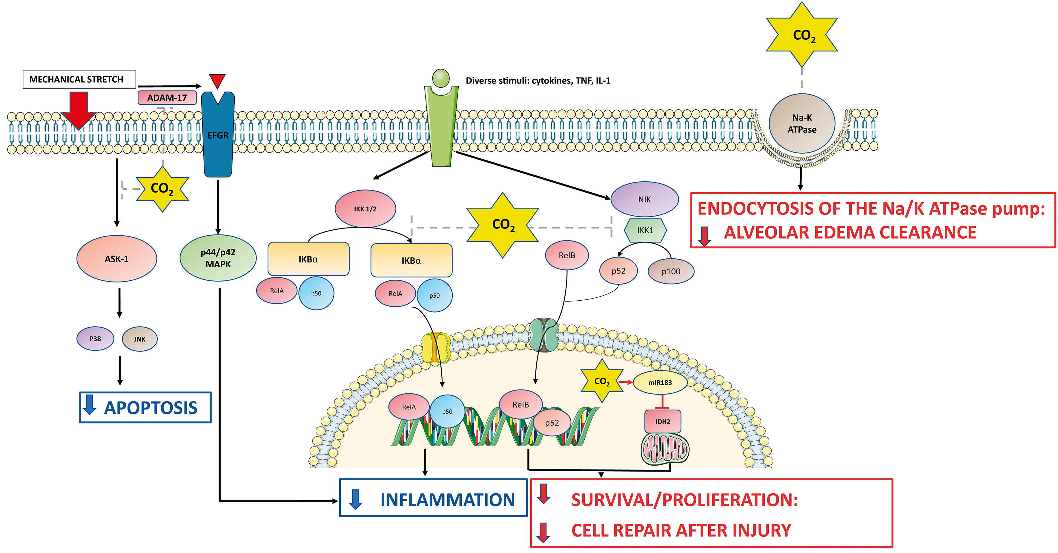 Schematic depiction of 
CO2 actions at cellular level with its positive (BLUE) and negative effects 
(RED). Left: Mechanical stretch induced phosphorylation of p44/p42 is decreased 
by CO2 inhibition of ADAM-17. Apoptosis is decreased by hypercapnia by 
impairment of ASK1-JNK/p38 MAPK pathway. Right: CO2 acts upon the 
NF-κB pathway after inflammatory stimuli. Carbon dioxide inhibits 
IκB-α degradation, impairing ReIA/p50 translocation into the 
nucleus exerting its anti-inflammatory effects. On the other hand, CO2 
impairs alveolar cell proliferation by inhibiting IKK/NIK complex impairing 
ReIB/p52 formation via the NF-κB complex and also by inducing miR183 
which down-regulates IDH2 producing mitochondrial dysfunction (independent of 
NF-κB pathway). Hypercapnia- induced endocytosis of the Na,K-ATPase 
transporter. ADAM-17: disintegrin and metalloproteinase 17; MAPK: 
mitogen-activated protein kinases; ASK: Apoptosis signal-regulating kinase 1; 
JNK: c-Jun N-terminal kinase; NF-κB: nuclear factor 
kappa-light-chain-enhancer of activated B cells; IL-1: interleukin1; TNF: Tumoral 
necrosis factor; IDH2: isocitrate dehydrogenase-2; NIK: NF-κB-inducing 
kinase; IKK: IκB kinase; EFGR: epidermal growth factor receptor; 
CO2: carbon dioxide.