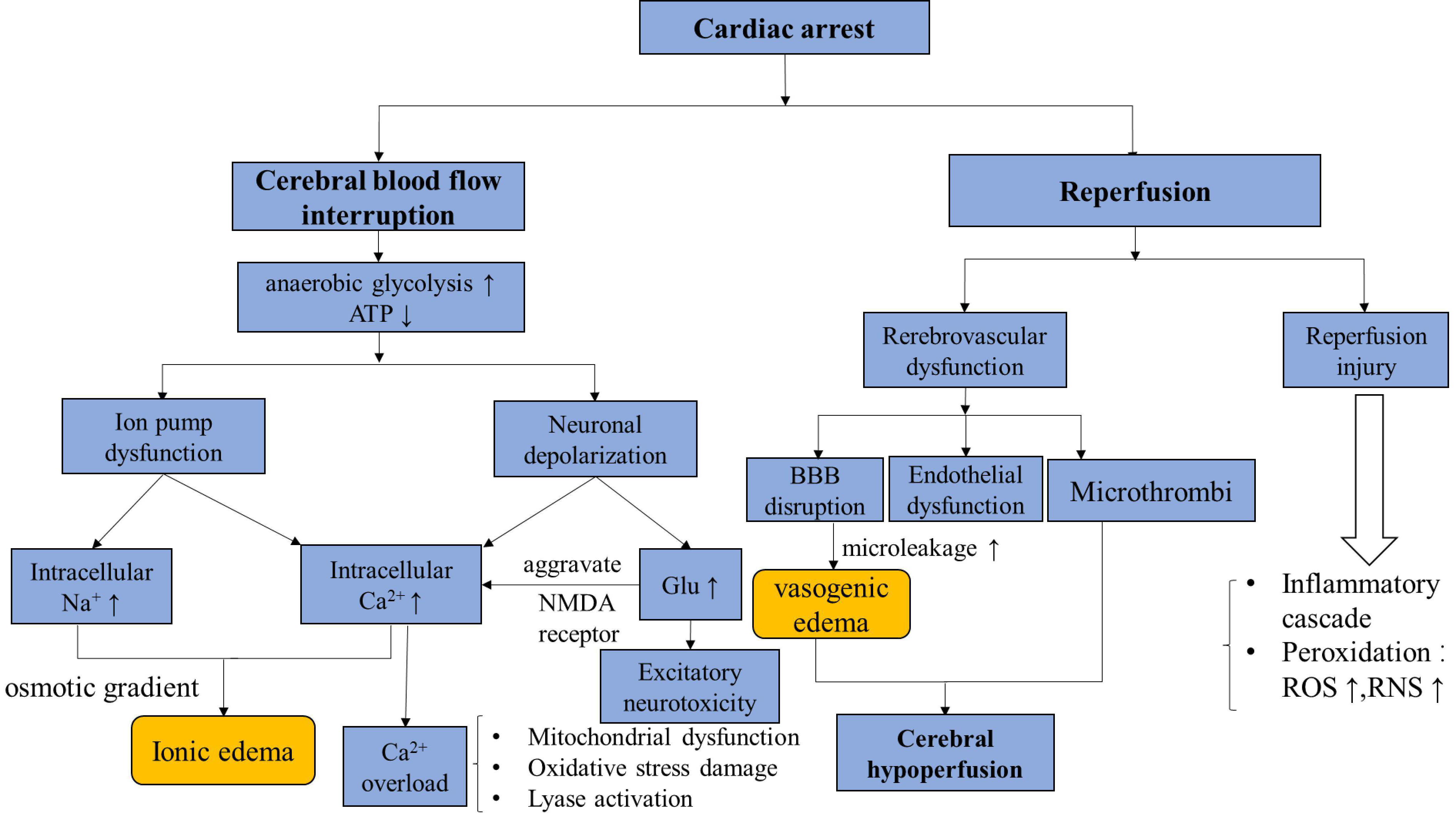 Pathophysiological mechanism of hypoxic ischemic brain injury
after cardiac arrest. Abbreviations: ATP: adenosine triphosphate, Glu: glutamate,
NMDA: N-methyl-D aspartic acid, BBB: blood brain barrier, ROS: reactive oxygen
species, RNS: reactive oxide species.