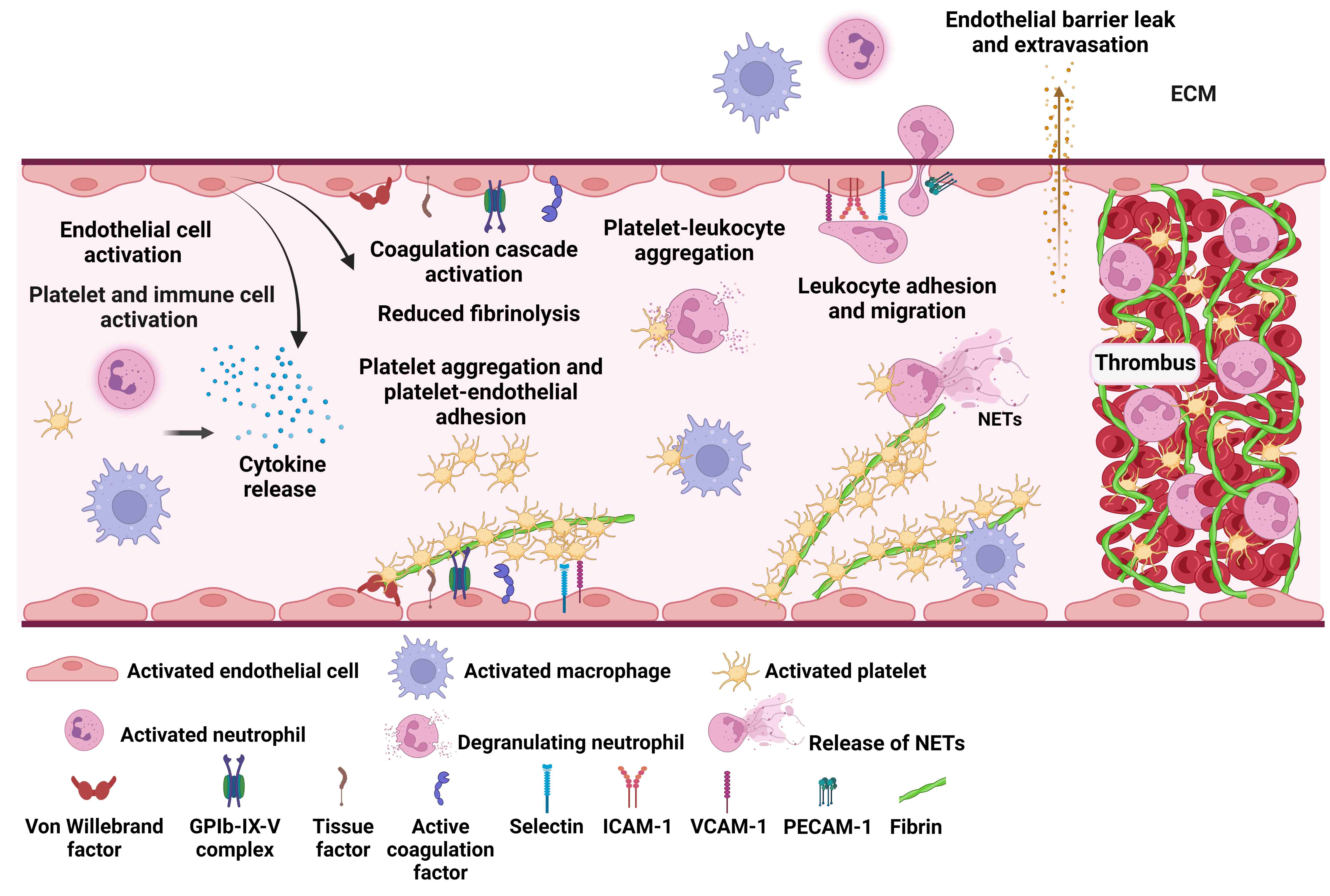 The inflammation and coagulation
interaction in ARDS. Activated endothelial cells trigger various events that
include activation of the coagulation cascade (with reduction of anticoagulant
and fibrinolytic factors), the release of cytokines, and up-regulation of
leukocyte and endothelial cell adhesion molecules (P-selectin, E-selectin, ICAM,
VCAM, PECAM). These events, in turn, promote activation of leukocytes and
platelets that leads to platelet aggregation and formation of platelet-leukocyte
aggregates, facilitating the adhesion and migration of leukocytes to the
interstitium and alveolar airspaces. In addition, the generation of tissue factor
(from exposed subendothelium or released by activated macrophages/monocytes and
platelets) and von Willebrand factor (vWF) (released by activated endothelial cells
and platelets) mediates further platelet adhesion and aggregation. Activated
neutrophils release pro-inflammatory mediators (chemokines, cytokines) along with
ROS, enzymes (MMPs, elastase, myeloperoxidase), and neutrophil extracellular
traps (NETs) that have an essential role in host defense but cause endothelial
and epithelial injury under overwhelming pathological conditions. Coagulation and
activated platelets and leukocytes augment microvascular endothelial damage
leading to the disruption and increased permeability of the endothelial barrier.
All these events facilitate further movement of inflammatory cells and
protein-rich fluid into the interstitium and alveoli. In the intravascular
compartment, activation of coagulation, platelets, leukocytes, and endothelial
cells, along with the generation of thrombin and fibrin, leads to the formation
of thrombi in the pulmonary microvasculature. Figure created with BioRender.com. ECM, extracellular matrix; ROS, Reactive Oxygen
Species; MMPs, Matrix Metalloproteinases; NETs, Neutrophil Extracellular Traps;
GPIb-IX-V, glicoprotein Ib-IX-V; ICAM-1, intercellular adhesion molecule 1;
VCAM-1, vascular cell adhesion protein 1; PECAM-1, platelet-endothelial cell
adhesion molecule-1.