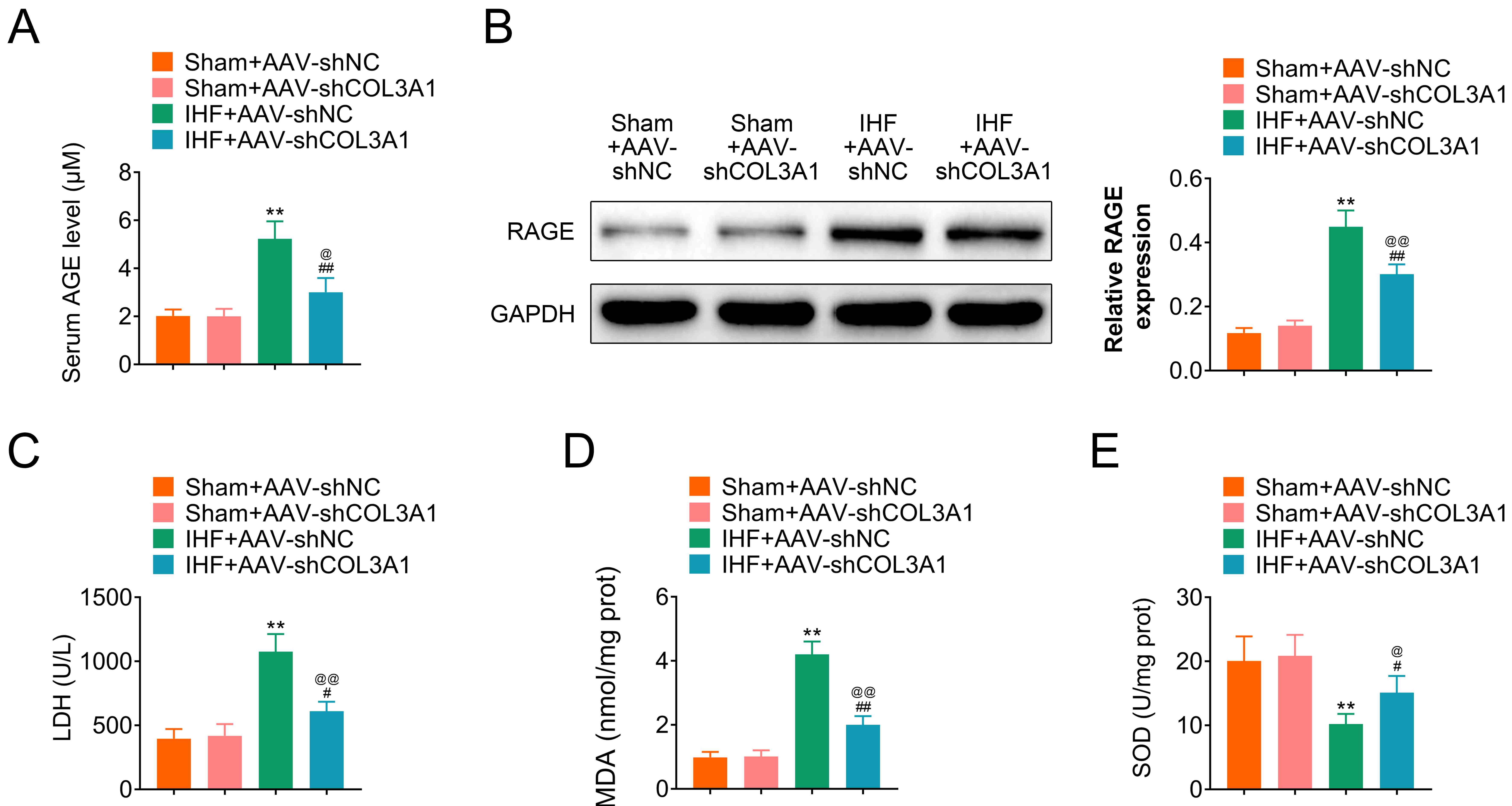 COL3A1 deficiency suppresses AGE/RAGE signaling pathway 
and oxidative stress in rats with IHF. (A) Serum AGE level in IHF rats with 
COL3A1-AAV plasmid treatment was detected by ELISA. (B) Western blotting 
assay on the expression level of RAGE (receptor for advanced glycation 
end-products) in cardiomyocytes from rats with IHF. (C–E) LDH (lactate 
dehydrogenase), MDA (malondialdehyde) and SOD (superoxide dismutase) levels in 
IHF rats with COL3A1-AAV plasmid treatment were detected by ELISA. IHF: 
ischemic heart failure.