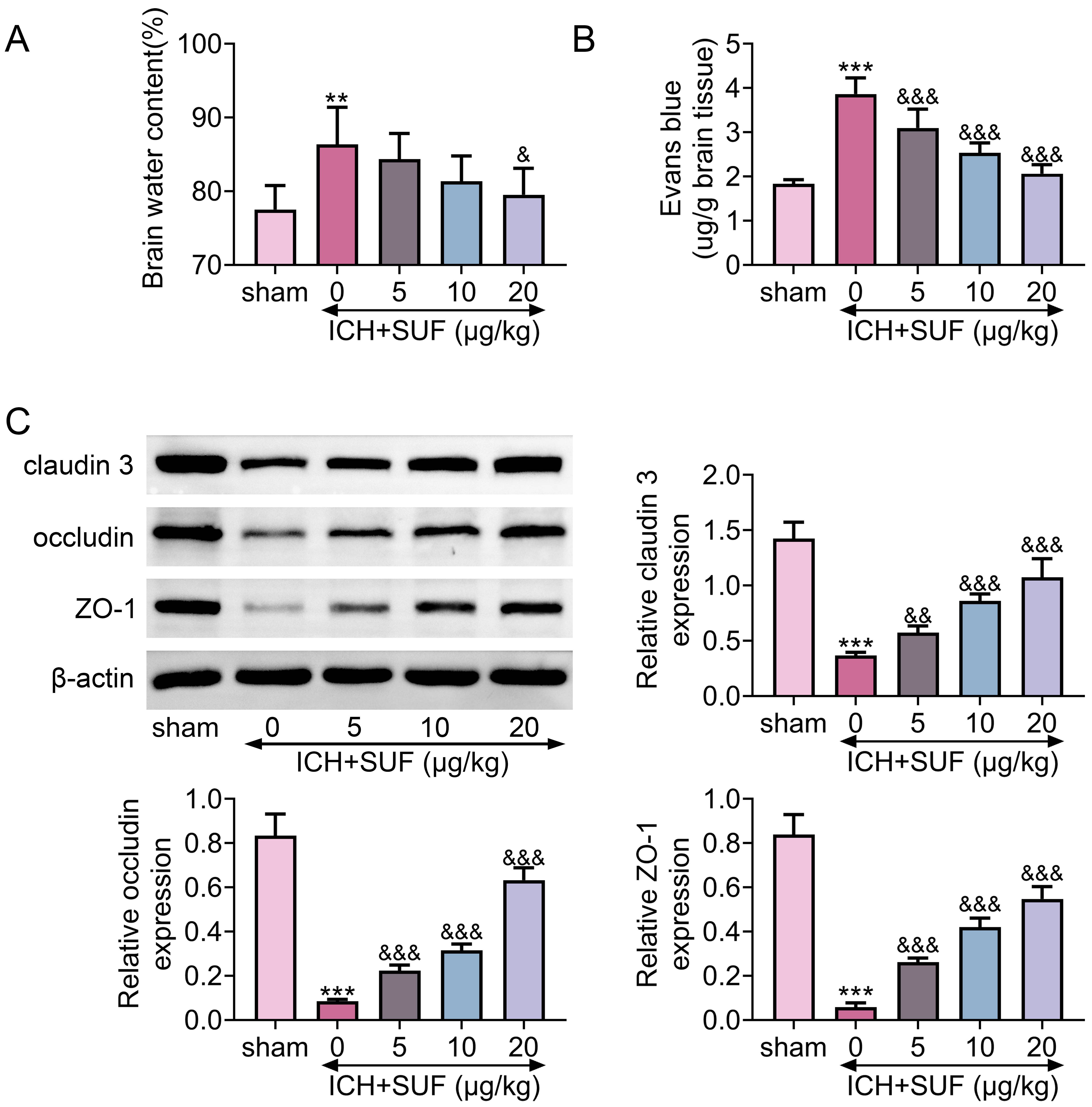 Sufentanil ameliorated blood-brain barrier injury of rats with
ICH. (A) Sufentanil attenuated collagenase injection-induced increase of brain
water content in rats to attenuate brain edema. N = 12. (B) Sufentanil attenuated
collagenase injection-induced increase of Evans blue dye leakage in rats to
attenuate blood-brain barrier injury. N = 12. (C) Sufentanil attenuated
collagenase injection-induced reduction in the protein expressions of claudin 3,
occludin and ZO-1 in rats. N = 12. **, *** vs. sham, p <
0.01, p < 0.001. &, &&, &&&vs. ICH,
p < 0.05, p < 0.01, p < 0.001. ICH:
intracerebral hemorrhage; SUF: Sufentanil; ZO-1: Zonula occludens-1.