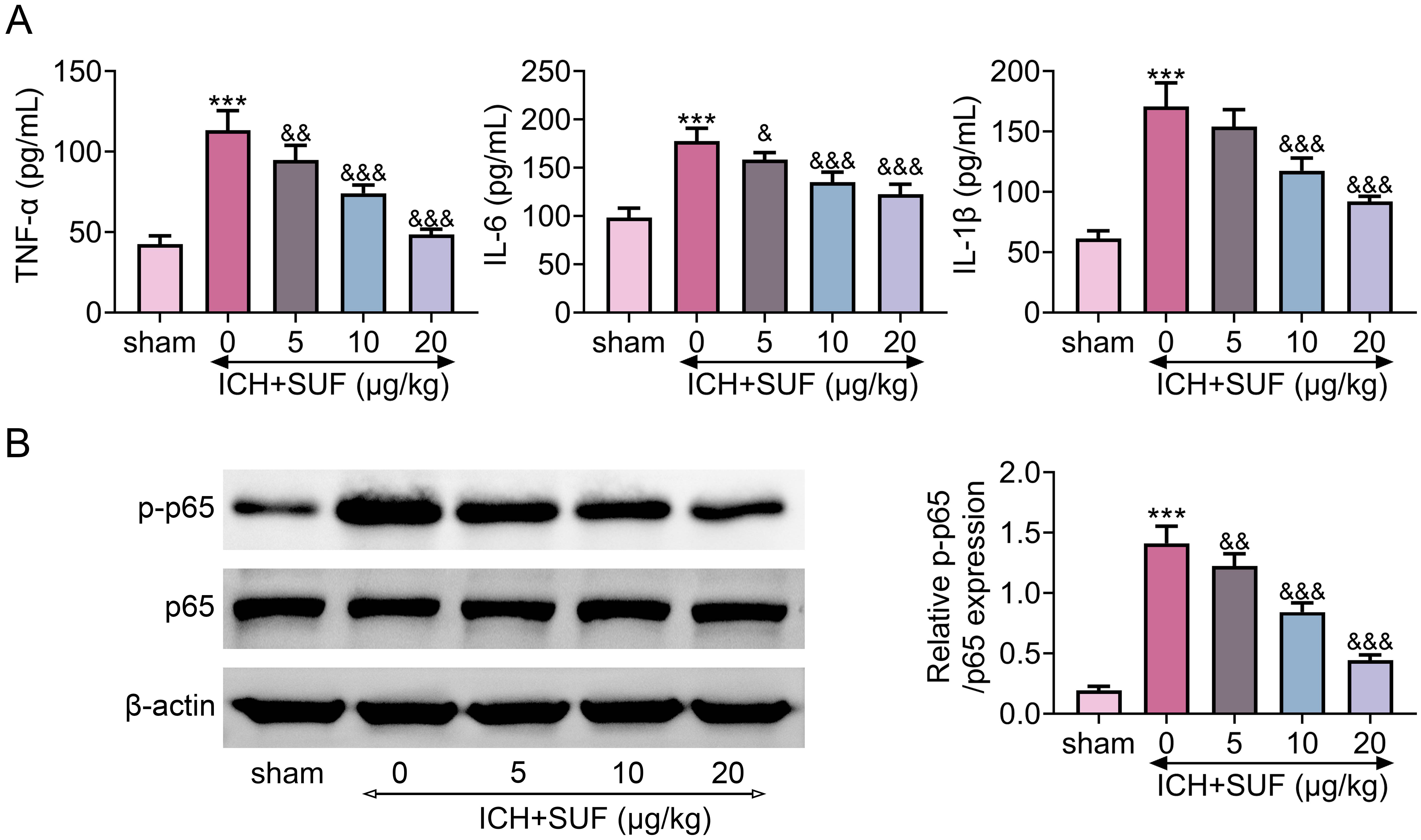 Sufentanil ameliorated neuro-inflammation of rats with ICH. (A)
Sufentanil attenuated collagenase injection-induced increase of TNF-α,
IL-1β, and IL-6 levels in rats to attenuate inflammation. N = 12. (B)
Sufentanil attenuated collagenase injection-induced increase of p-p65 protein
expression in rats. N = 12. *** vs. sham, p < 0.001. &, &&, &&&vs. ICH, p < 0.05, p <
0.01, p < 0.001. TNF: tumor necrosis factor; ICH: intracerebral
hemorrhage; IL: interleukin; SUF: Sufentanil.