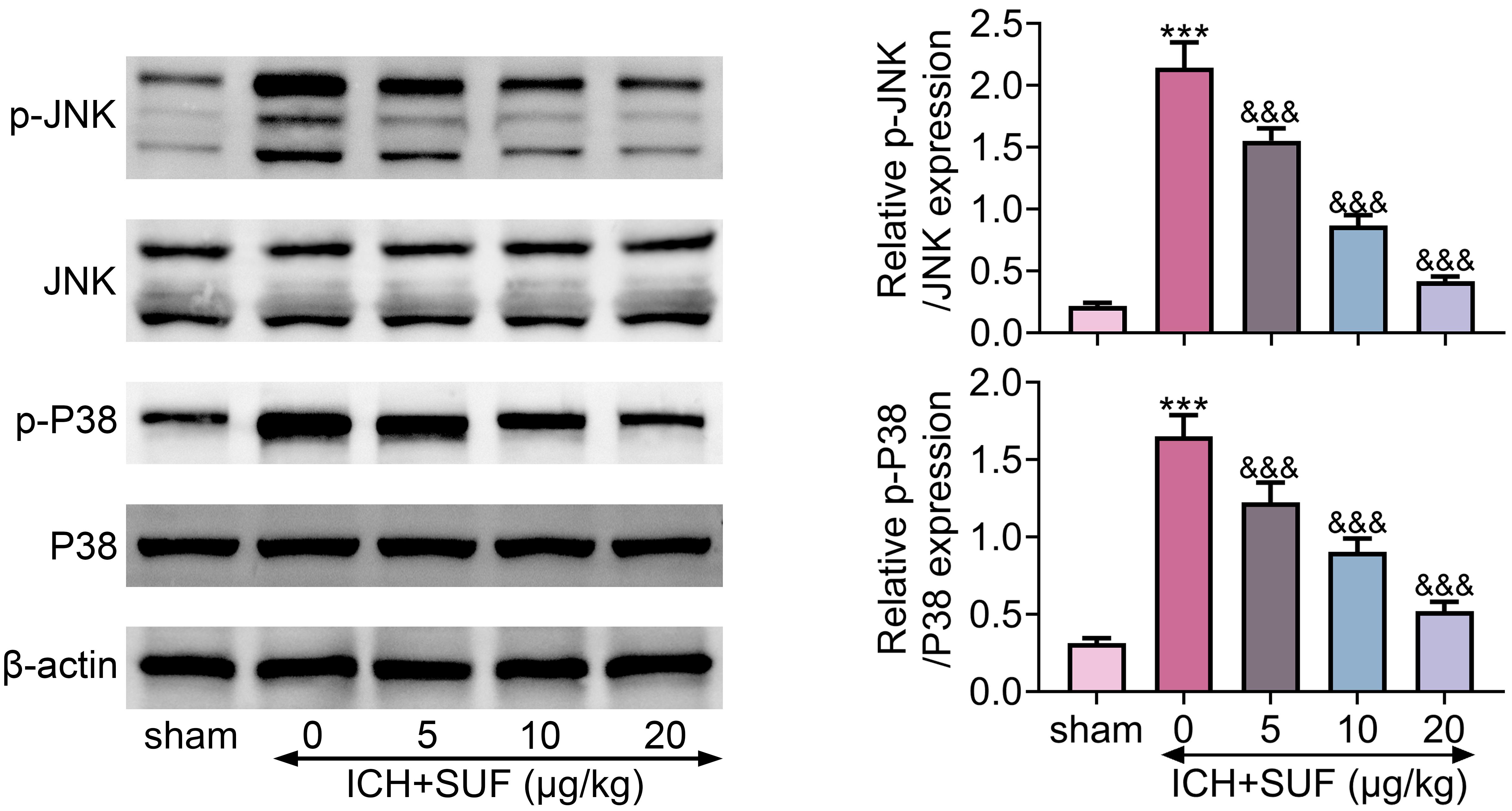 Sufentanil suppressed the activation of MAPKs signaling in rats
with ICH. Sufentanil attenuated collagenase injection-induced increase of p-JNK
and p-P38 protein expressions in rats. N = 12. *** vs. sham, p
< 0.001. &&&vs. ICH, p < 0.001. JNK: c-Jun
N-terminal kinase; ICH: intracerebral hemorrhage; SUF: Sufentanil.
