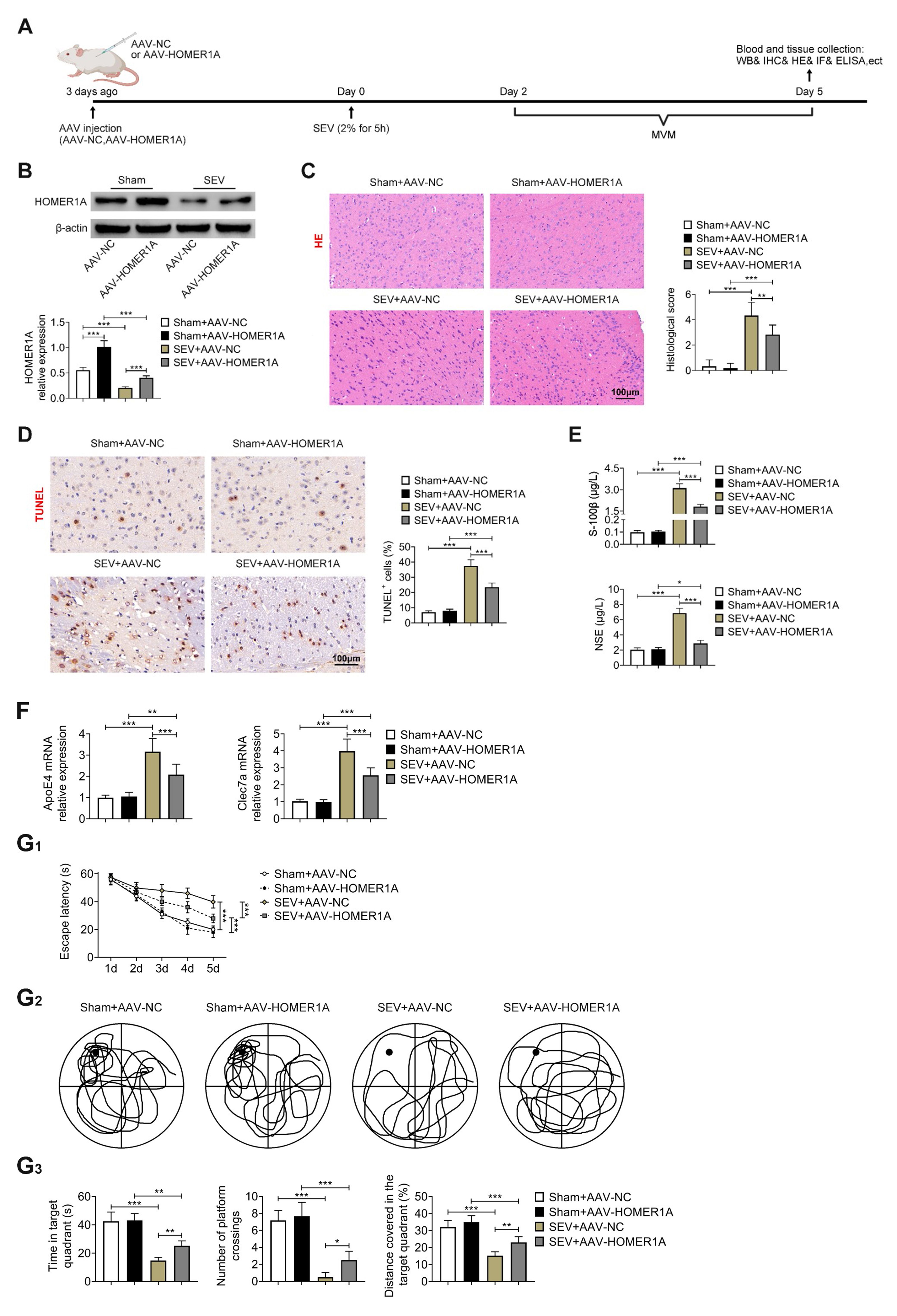 HOMER1A ameliorated nerve injury and cognitive deficit
in SEV-induced rats. (A) The schematic of the timeline was showed. 3 days ago,
AAV-NC or AAV-HOMER1A was injected into the rats. SEV (2% for 5 h) was treated
to rats at Day 0, the MVM test was done at Day 2–5, and rats were killed at Day
5 to collect the blood and tissues for next experiments. Groups were divided into
the Sham + AAV-NC, Sham + AAV-HOMER1A, SEV + AAV-NC and SEV + AAV-HOMER1A group.
(B) The protein expression of HOMER1A was measured through western blot. (C) The
damage of brain tissues was evaluated through H&E staining. (D) The cell
apoptosis was examined through TUNEL assay. (E) The S-100β and NSE levels
were tested through ELISA. (F) The mRNA expressions of ApoE4 and
Clec7a were detected through RT-qPCR. (G1–3) The Escape latency,
Clutter level of path, Time in target quadrant, Number of platform crossings,
Distance covered in the target quadrant were assessed through Morris water maze
test. Six rats were used in each group. *p < 0.05, **p <
0.01 and ***p < 0.001. SEV: Sevoflurane; AAV: adeno-associated virus.