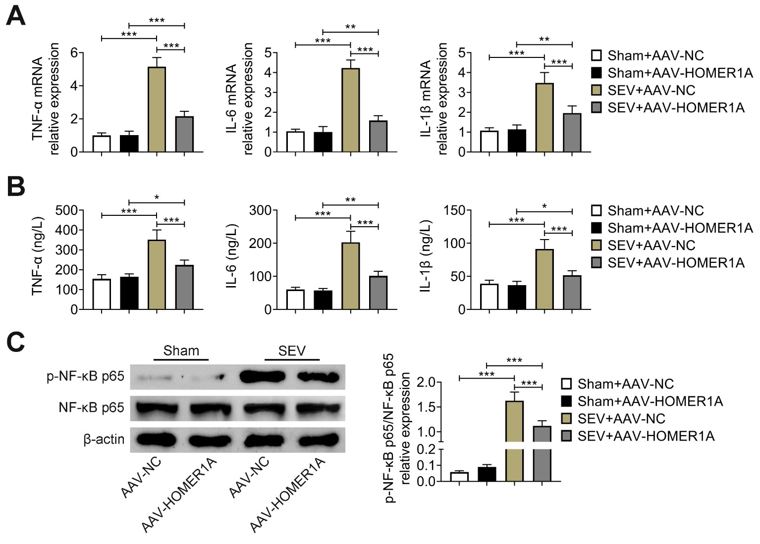 HOMER1A improved inflammation in the brain tissues of
SEV-induced rats. (A) The TNF-α, IL-6 and IL-1β mRNA
expressions were measured through RT-qPCR. (B) The TNF-α, IL-6 and
IL-1β levels were detected through ELISA. (C) The expression of
p-NF-κB p65/NF-κB p65 was tested through western blot. Six rats
were used in each group. *p < 0.05, **p < 0.01 and
***p < 0.001. SEV: Sevoflurane;
AAV: adeno-associated virus; TNF-α: tumor necrosis factor-α;
IL-6: Interleukin-6; IL-1β: Interleukin-1β.