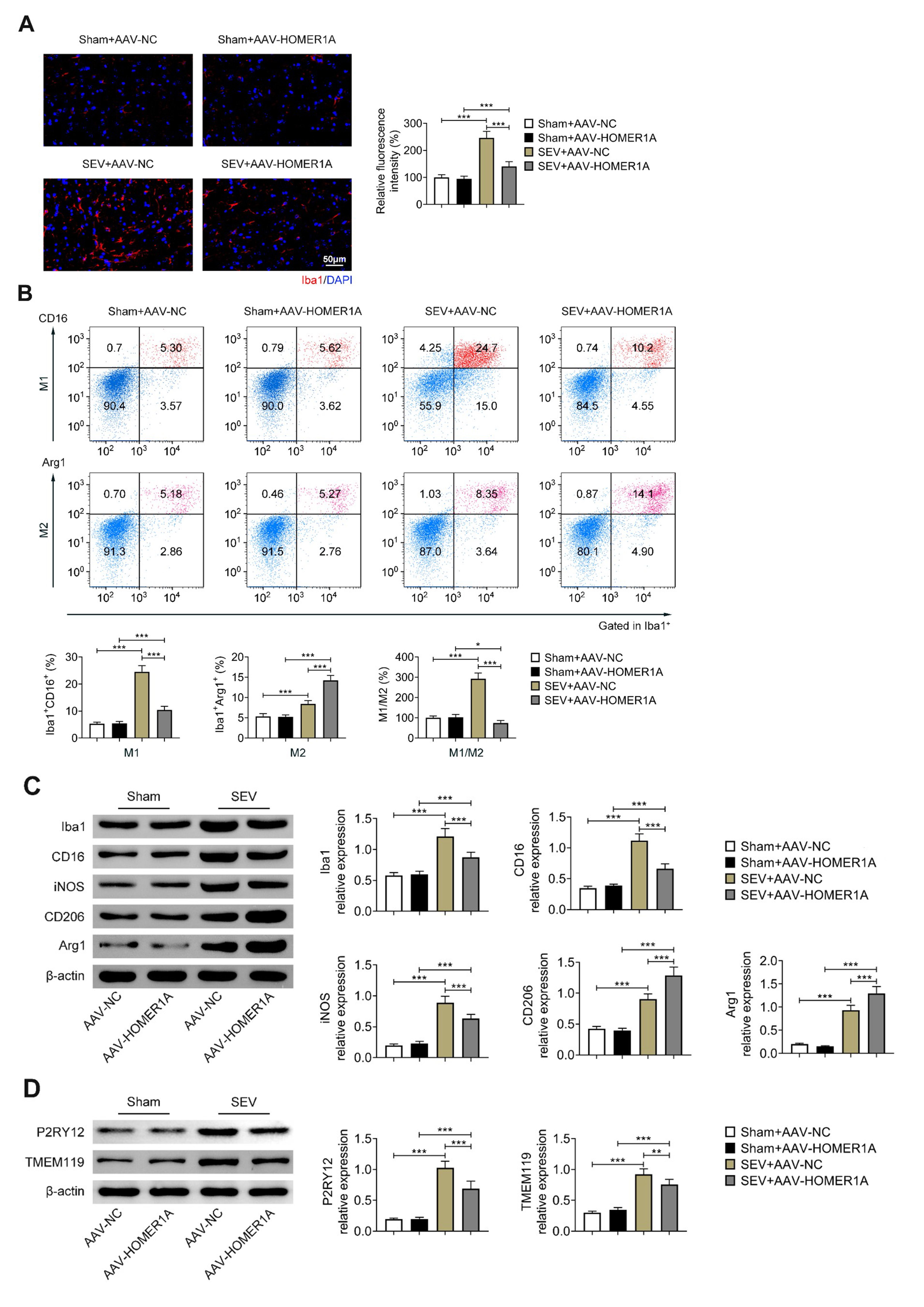 HOMER1A reduced
SEV-induced microglial activation. Groups
were divided into the Sham + AAV-NC, Sham + AAV-HOMER1A, SEV + AAV-NC and SEV +
AAV-HOMER1A group. (A) The Iba1 level was evaluated through IF assay. (B) The M1
(Iba1+ CD16+) and M2 (Iba1+ Arg1+) cells were confirmed
through flow cytometry. (C) The Iba1, CD16, iNOS (M1-like marker), CD206 and Arg1
(M2-like marker) expressions were assessed through western blot. (D) The protein
expressions of P2RY12 and TMEM119 were evaluated through western blot. Six rats
were used in each group. **p <
0.01, ***p < 0.001. SEV: Sevoflurane; AAV: adeno-associated virus.